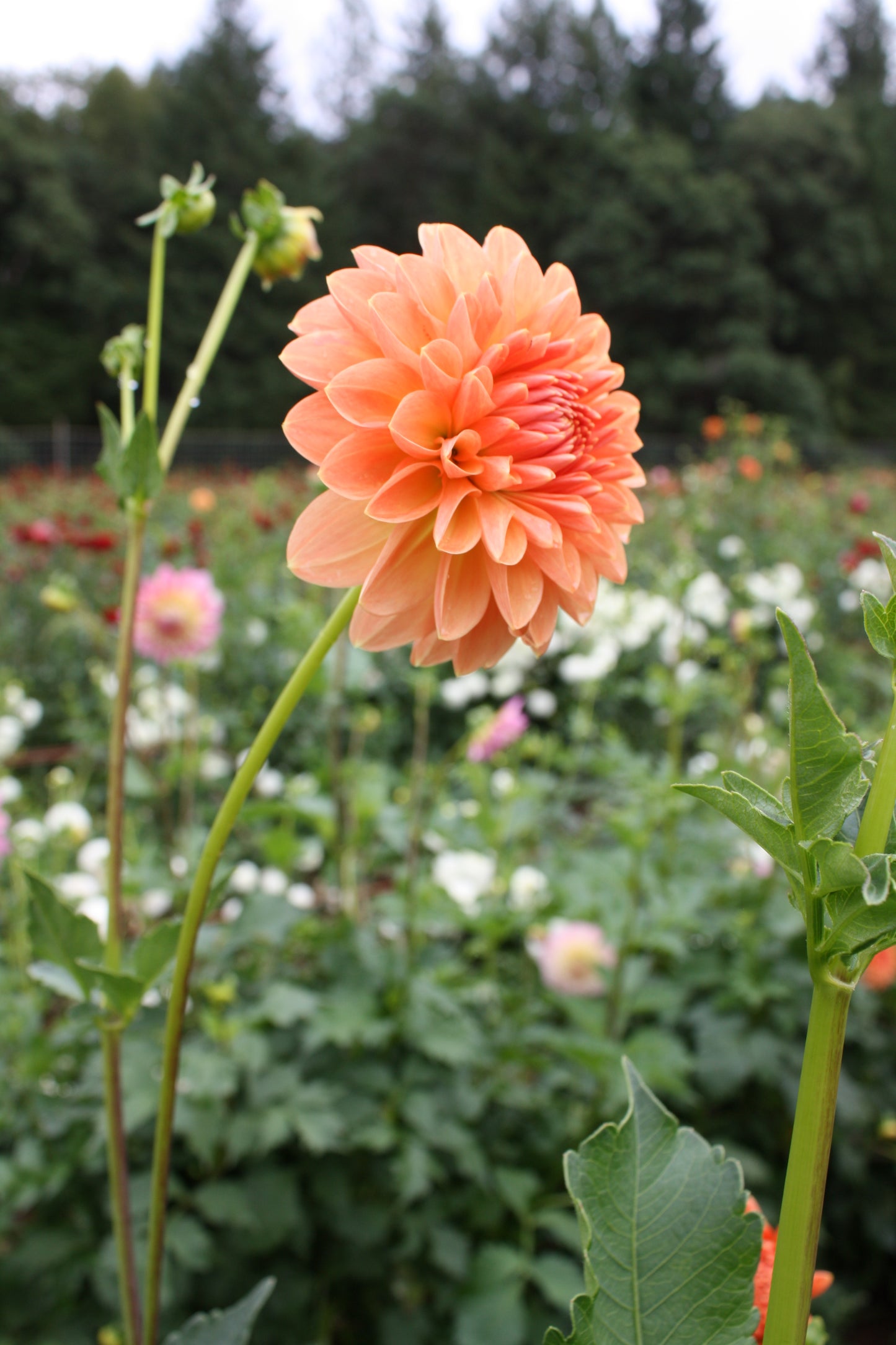 Lakeview Lucky Dahlia Tuber