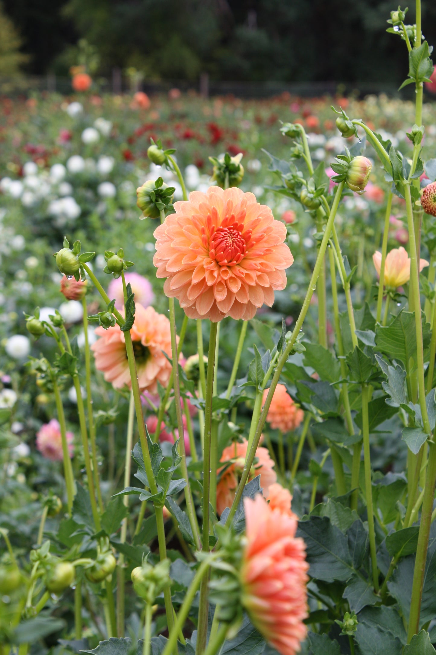 Lakeview Lucky Dahlia Tuber