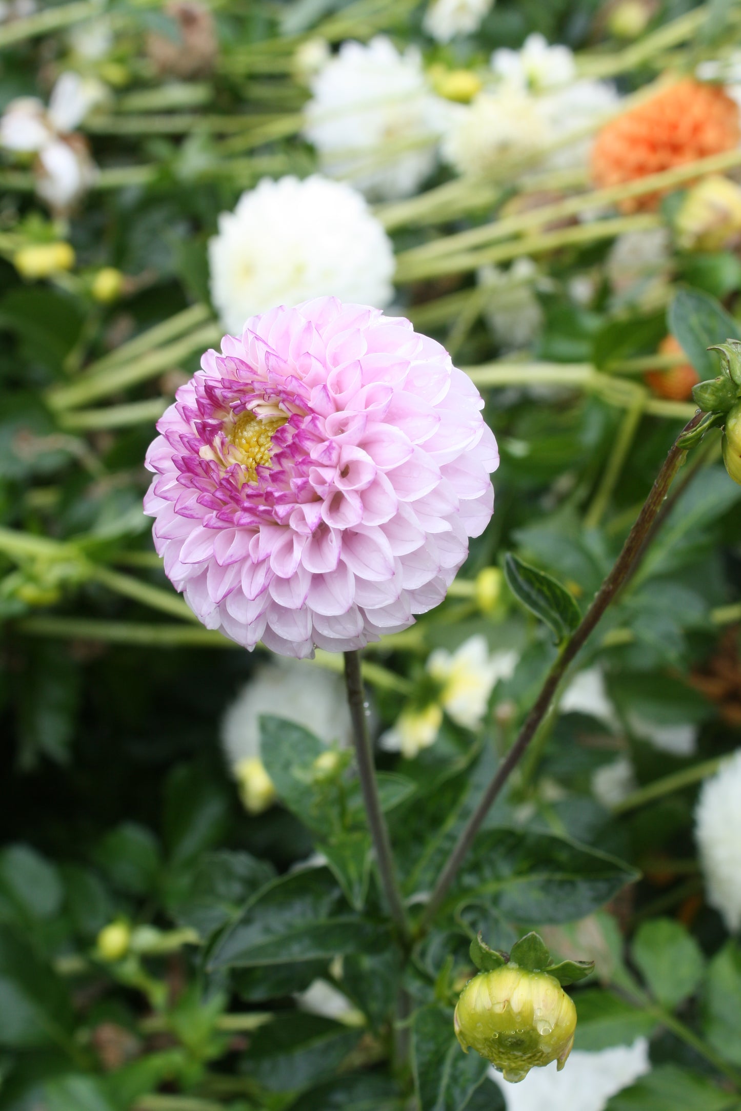 Genova Dahlia Tuber