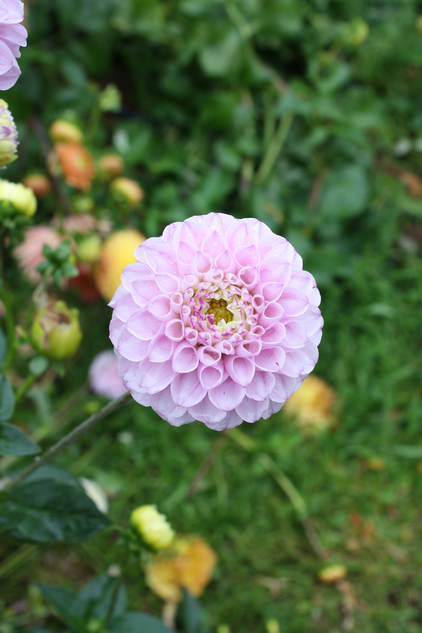 Genova Dahlia Tuber