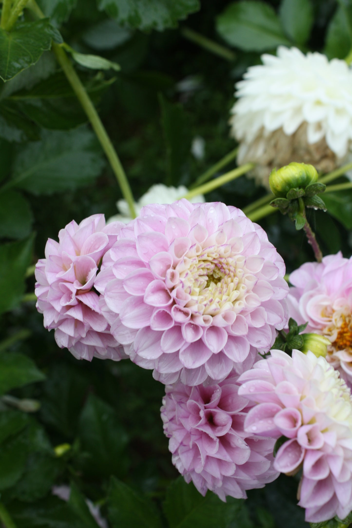 Genova Dahlia Tuber