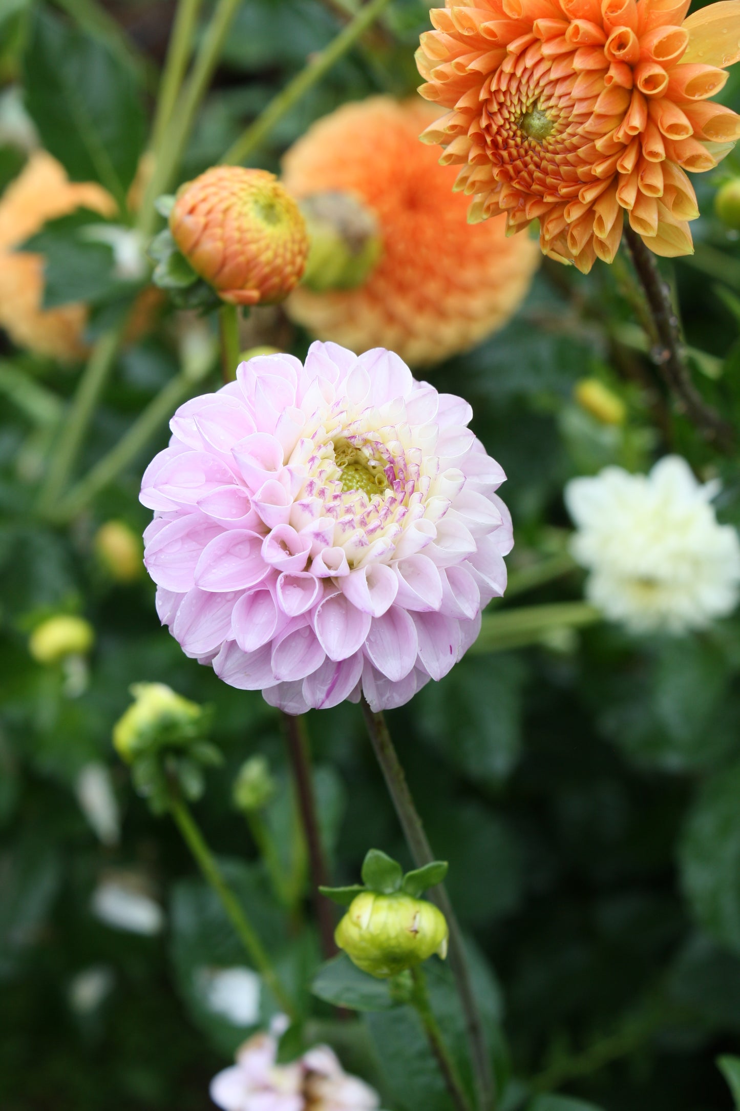Genova Dahlia Tuber