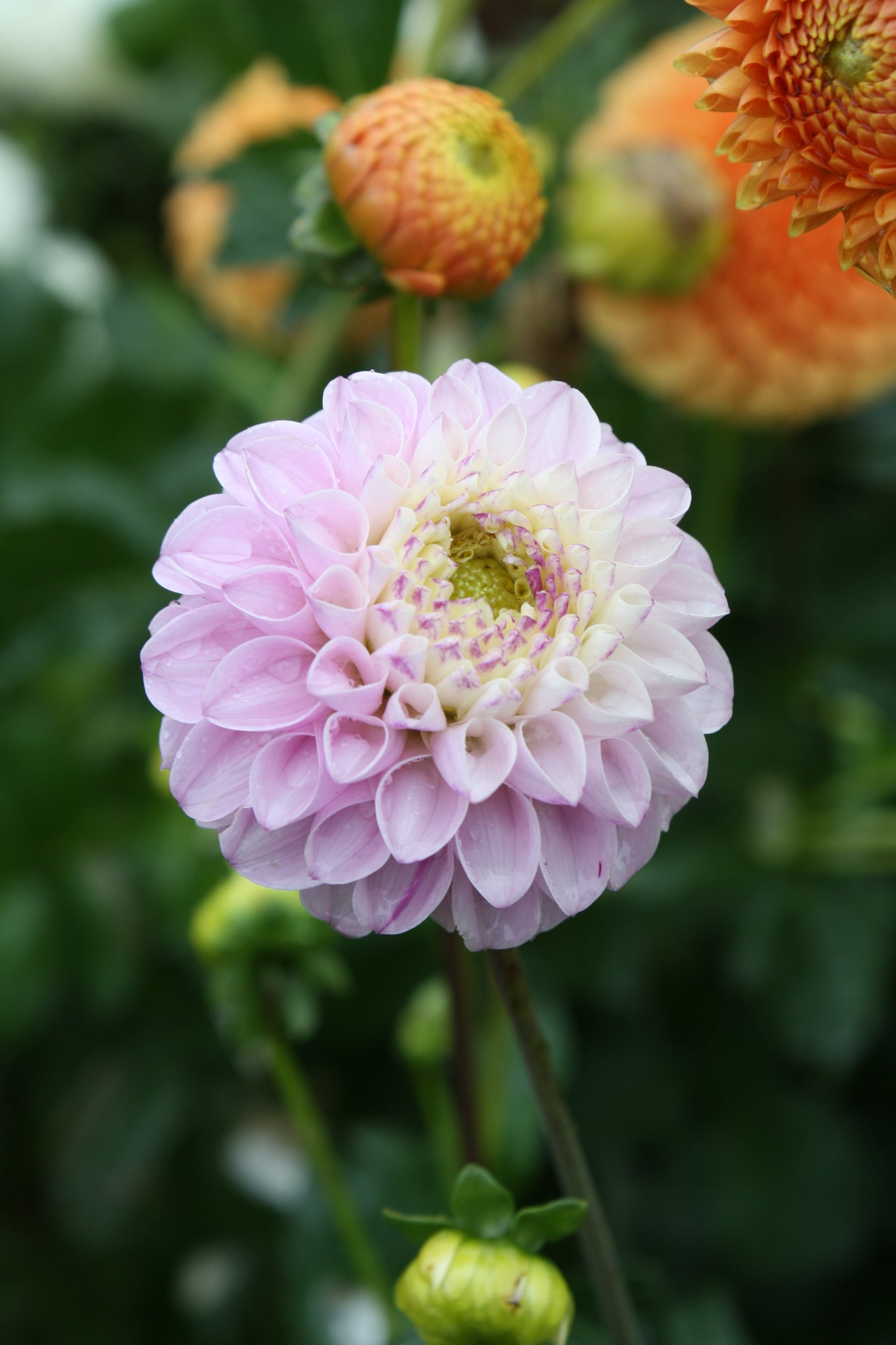 Genova Dahlia Tuber