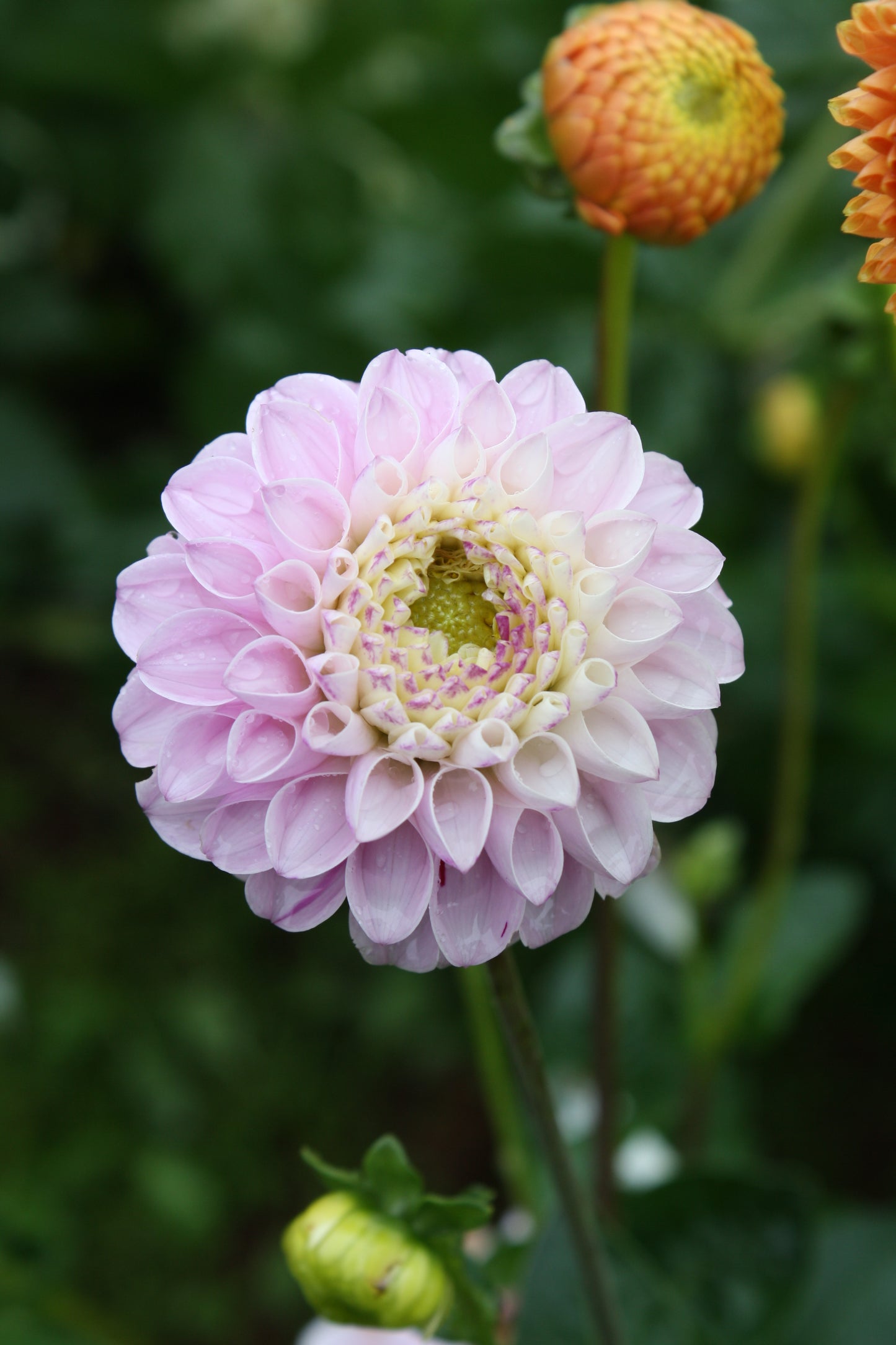 Genova Dahlia Tuber