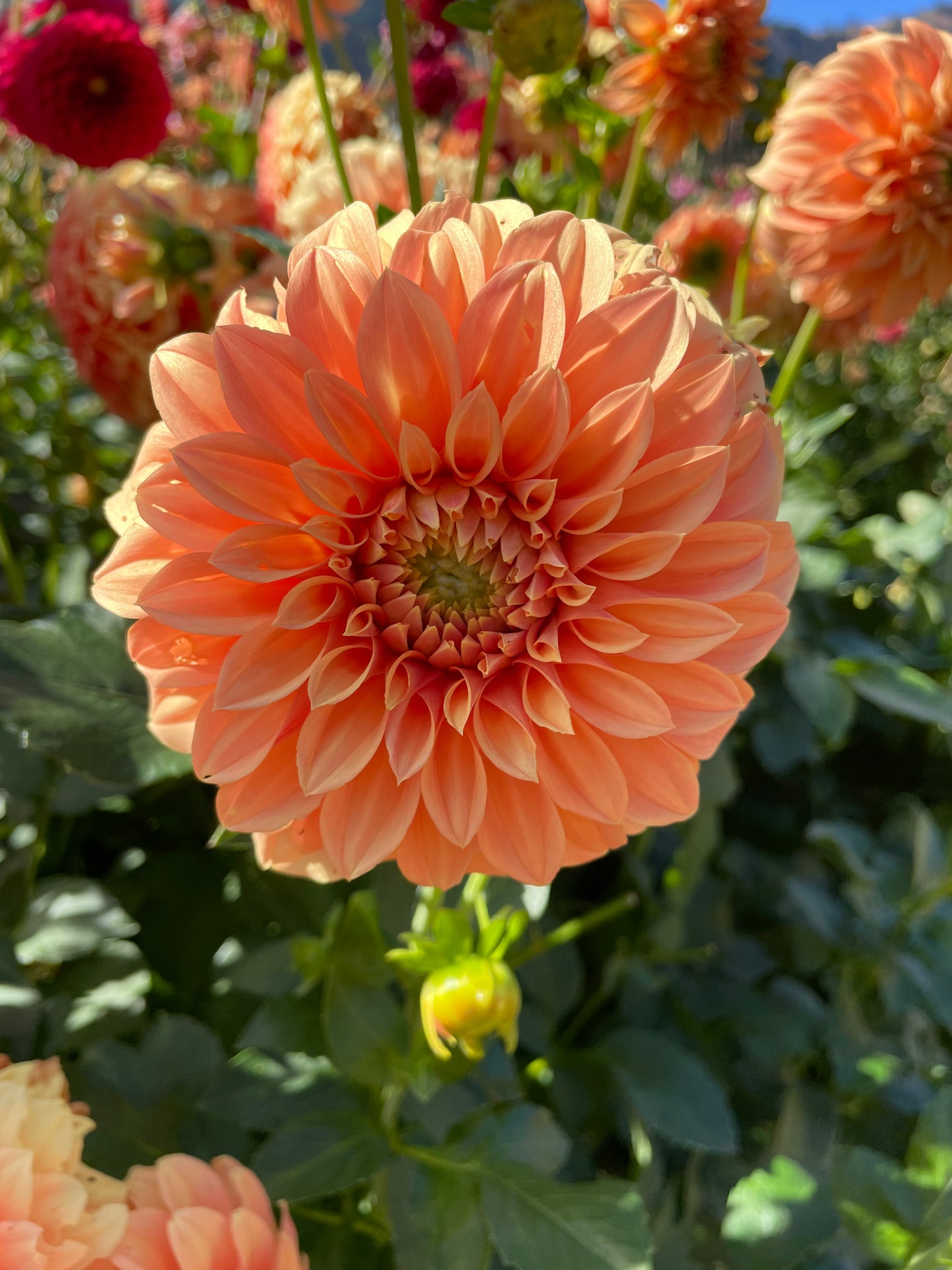 Bracken Palomino Dahlia Tuber
