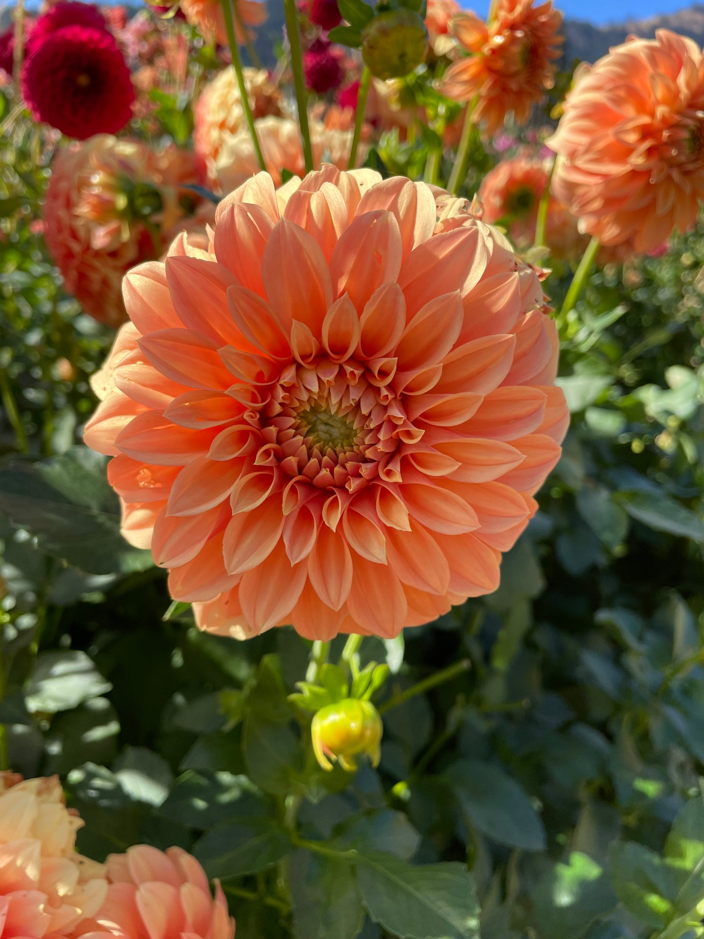 Bracken Palomino Dahlia Tuber