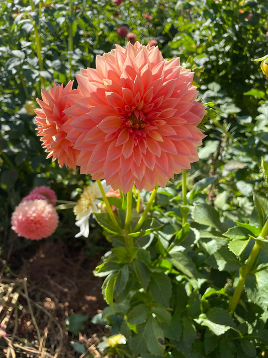 Hamilton Lillian Dahlia Tuber