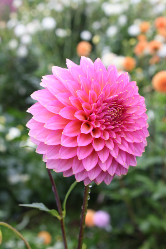 Bloomquist Mojo Dahlia Tuber