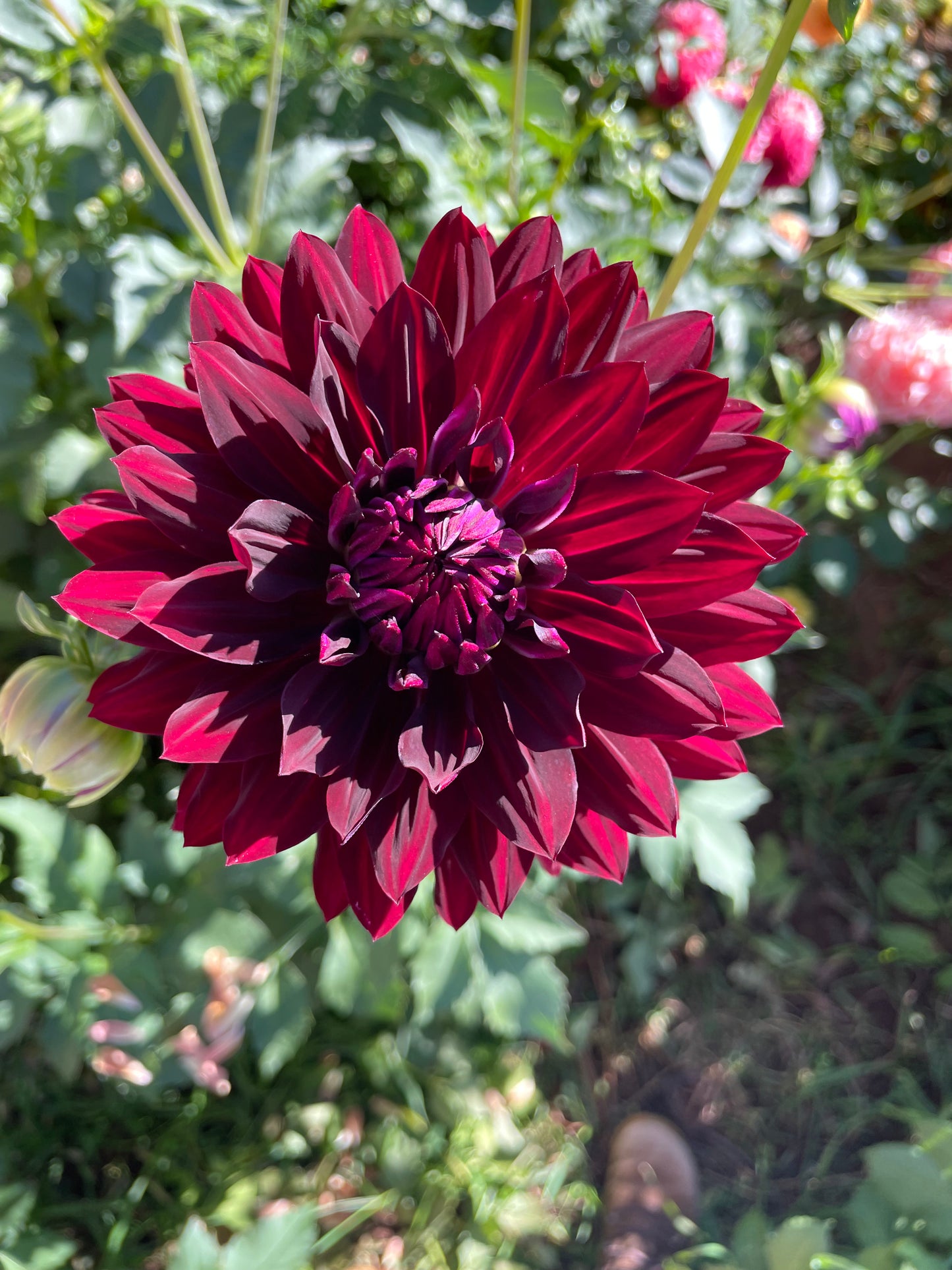 Hollyhill Black Beauty Dahlia Tuber