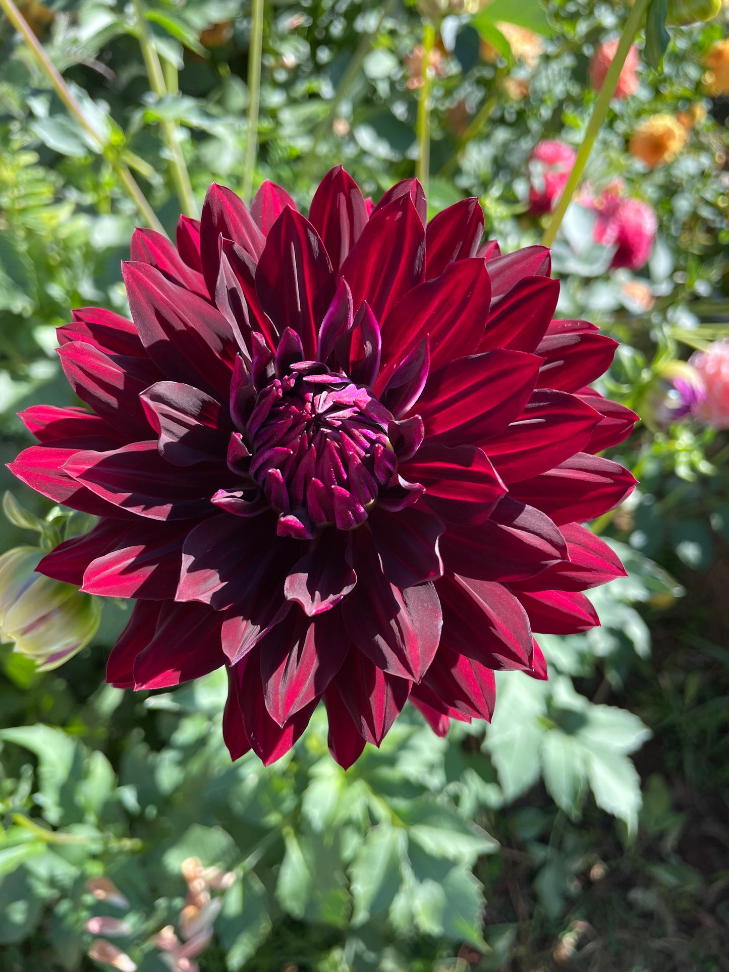 Hollyhill Black Beauty Dahlia Tuber