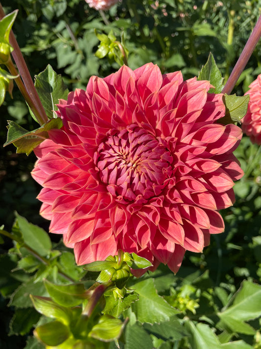 Hy Patti Dahlia Tuber