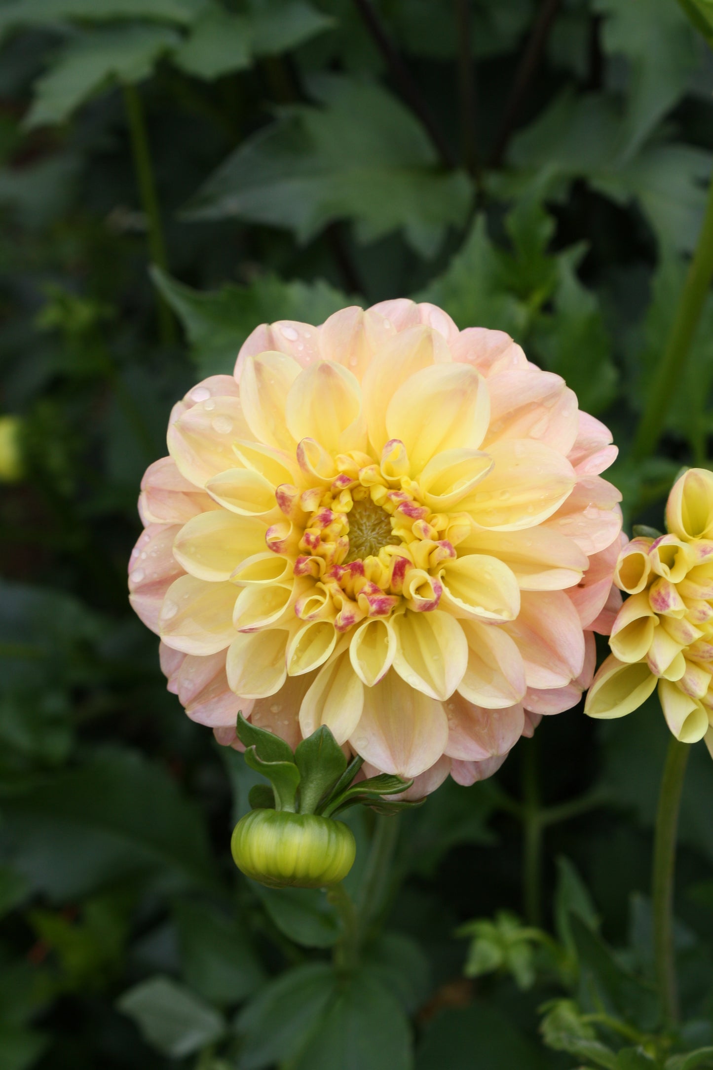 French Doll Dahlia Tuber