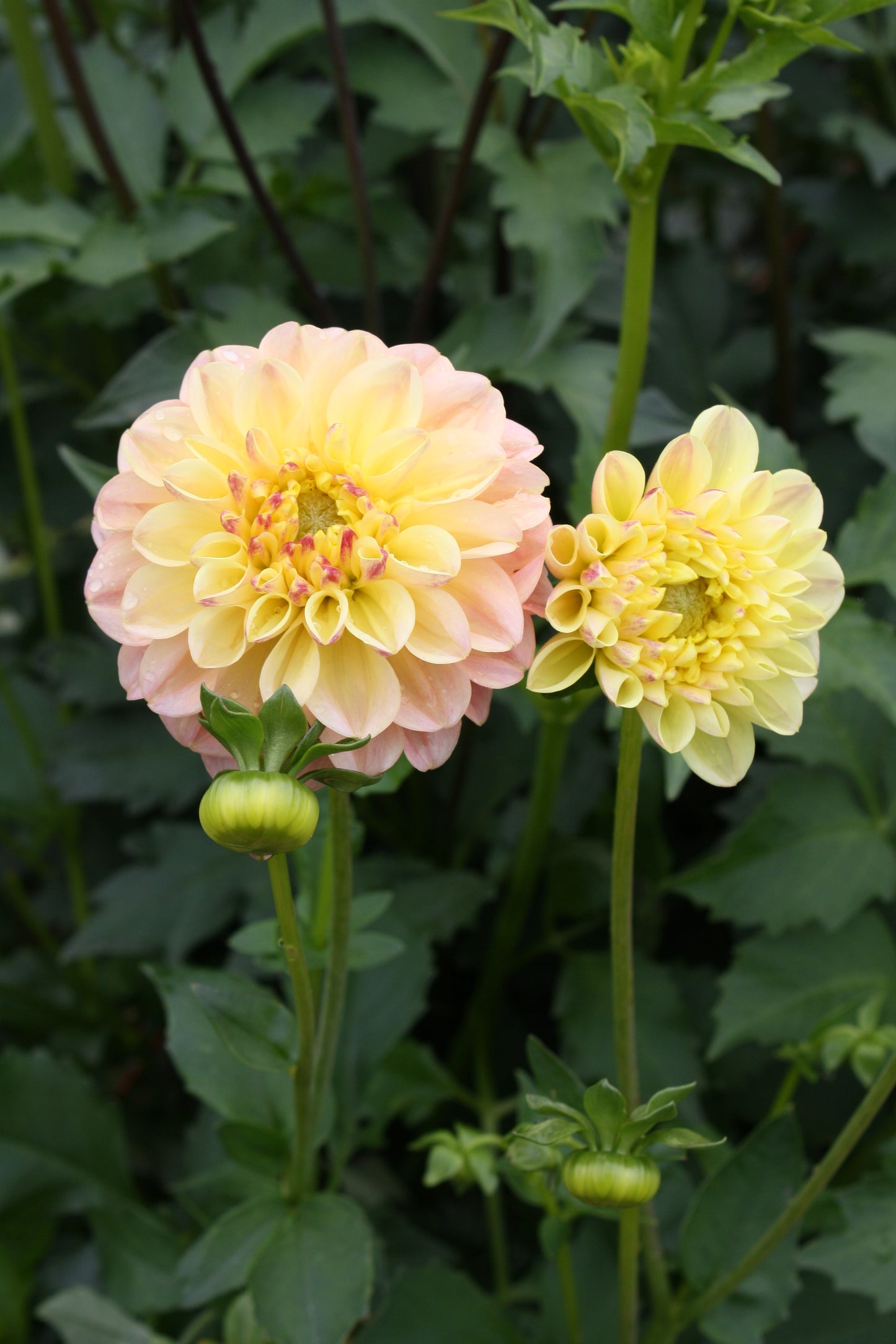 French Doll Dahlia Tuber