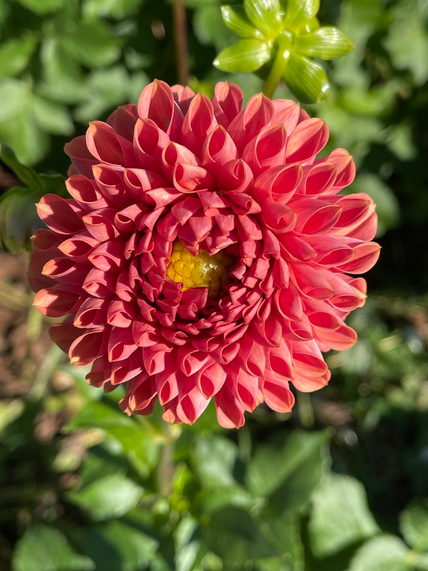 Hy Patti Dahlia Tuber