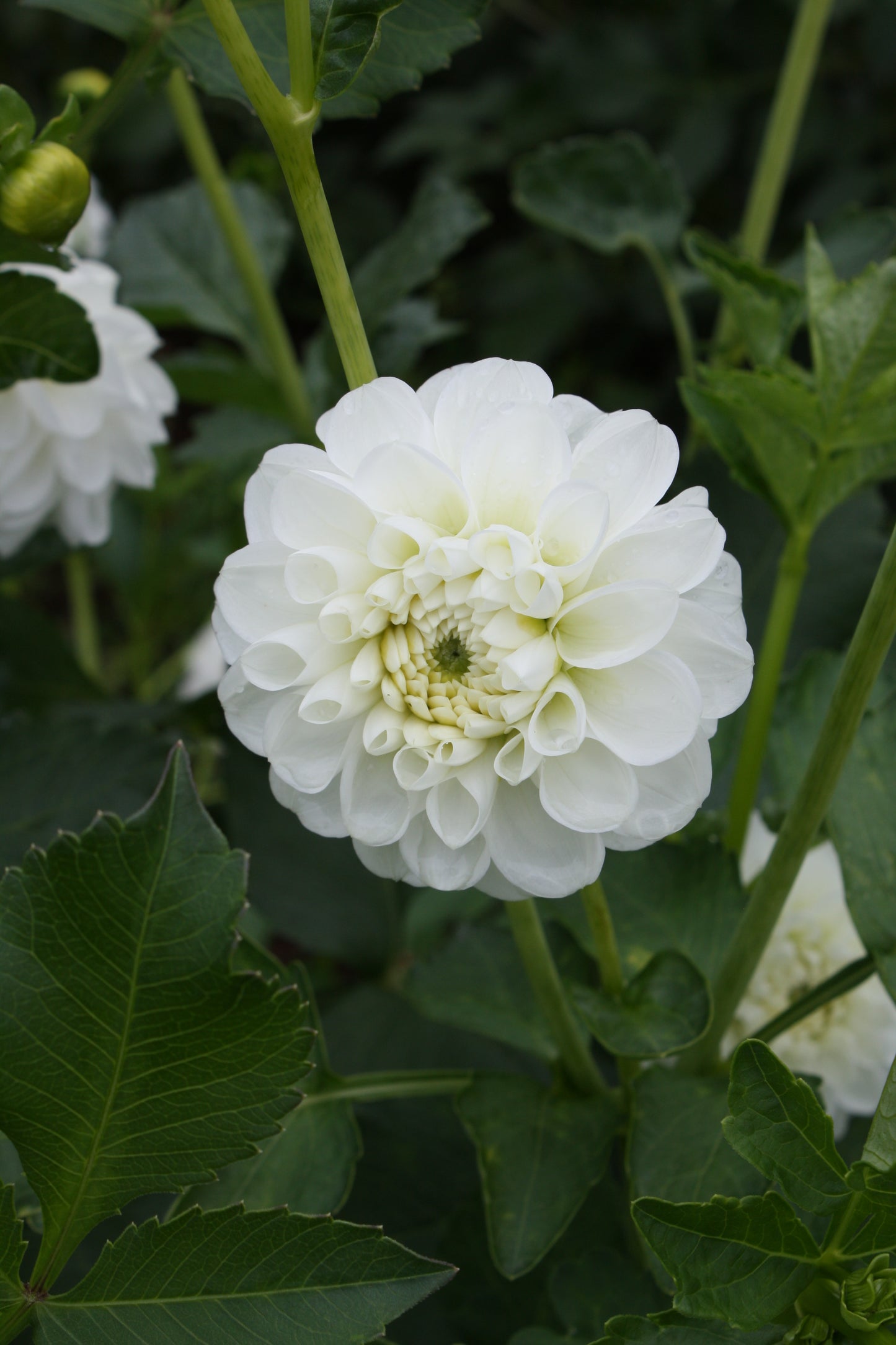 Orsett Beauty Dahlia Tuber