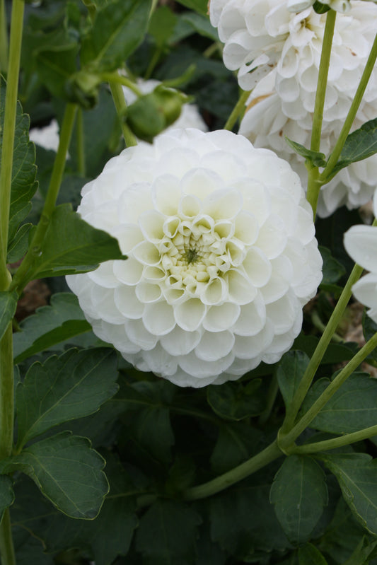 Orsett Beauty Dahlia Tuber