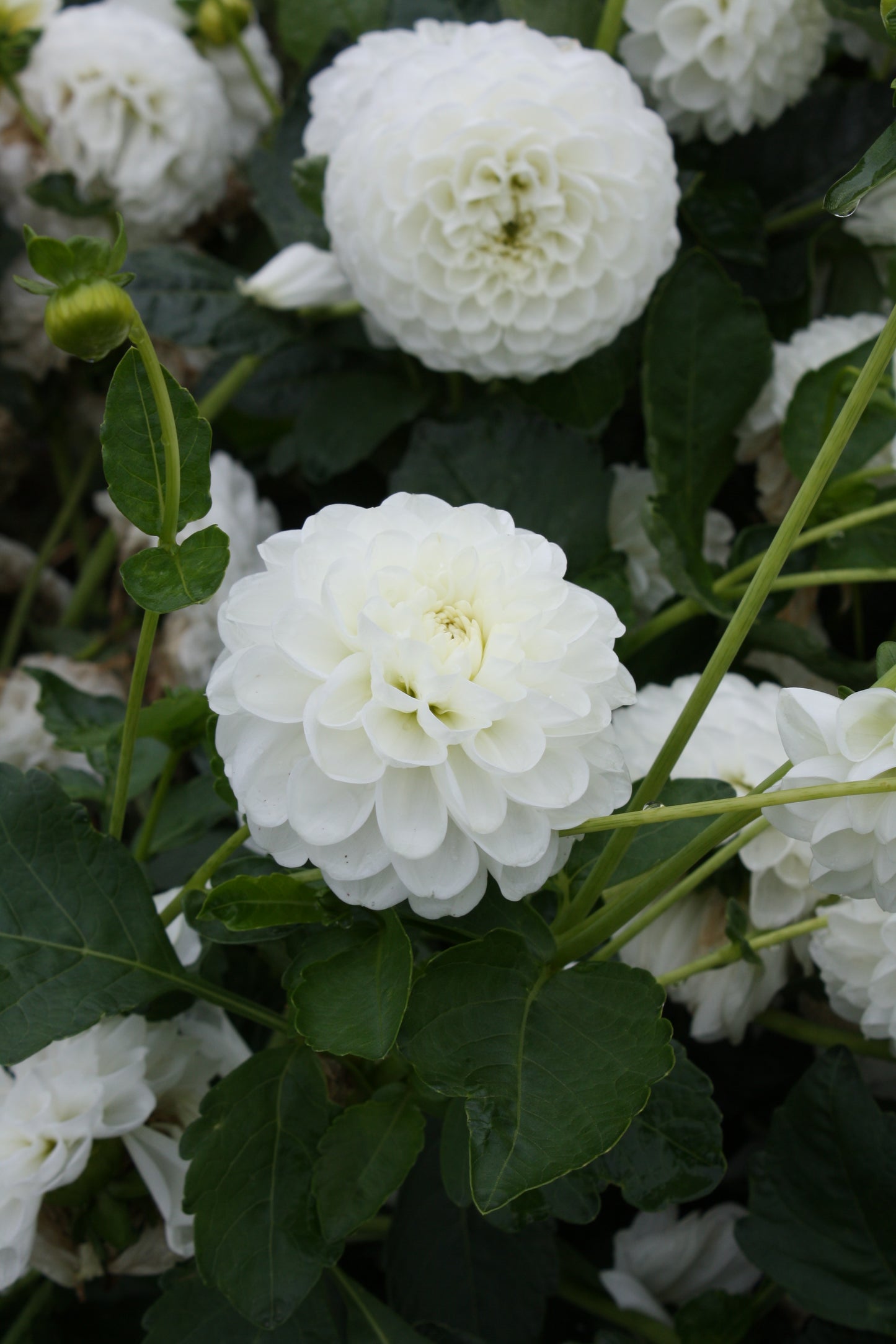 Orsett Beauty Dahlia Tuber