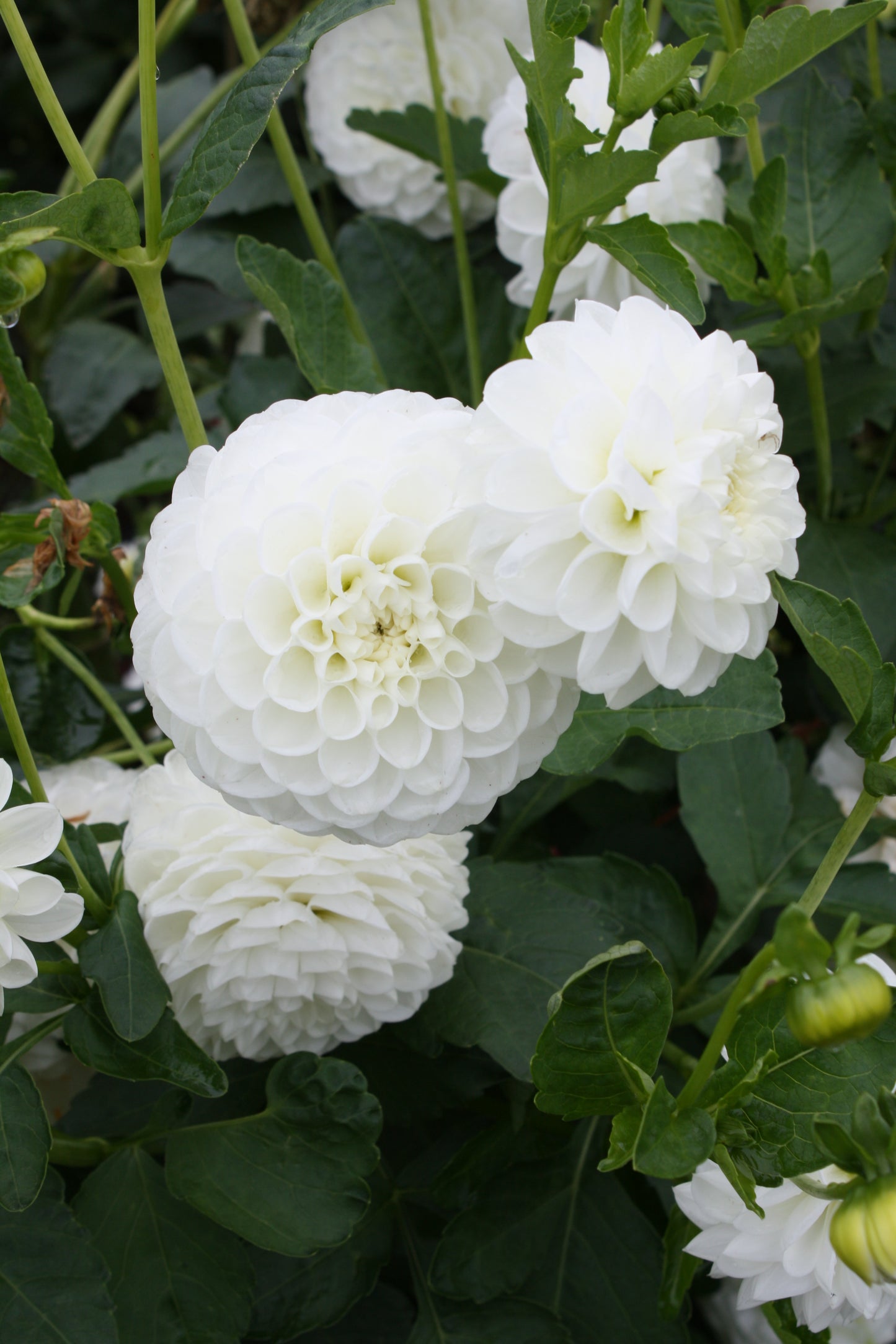Orsett Beauty Dahlia Tuber
