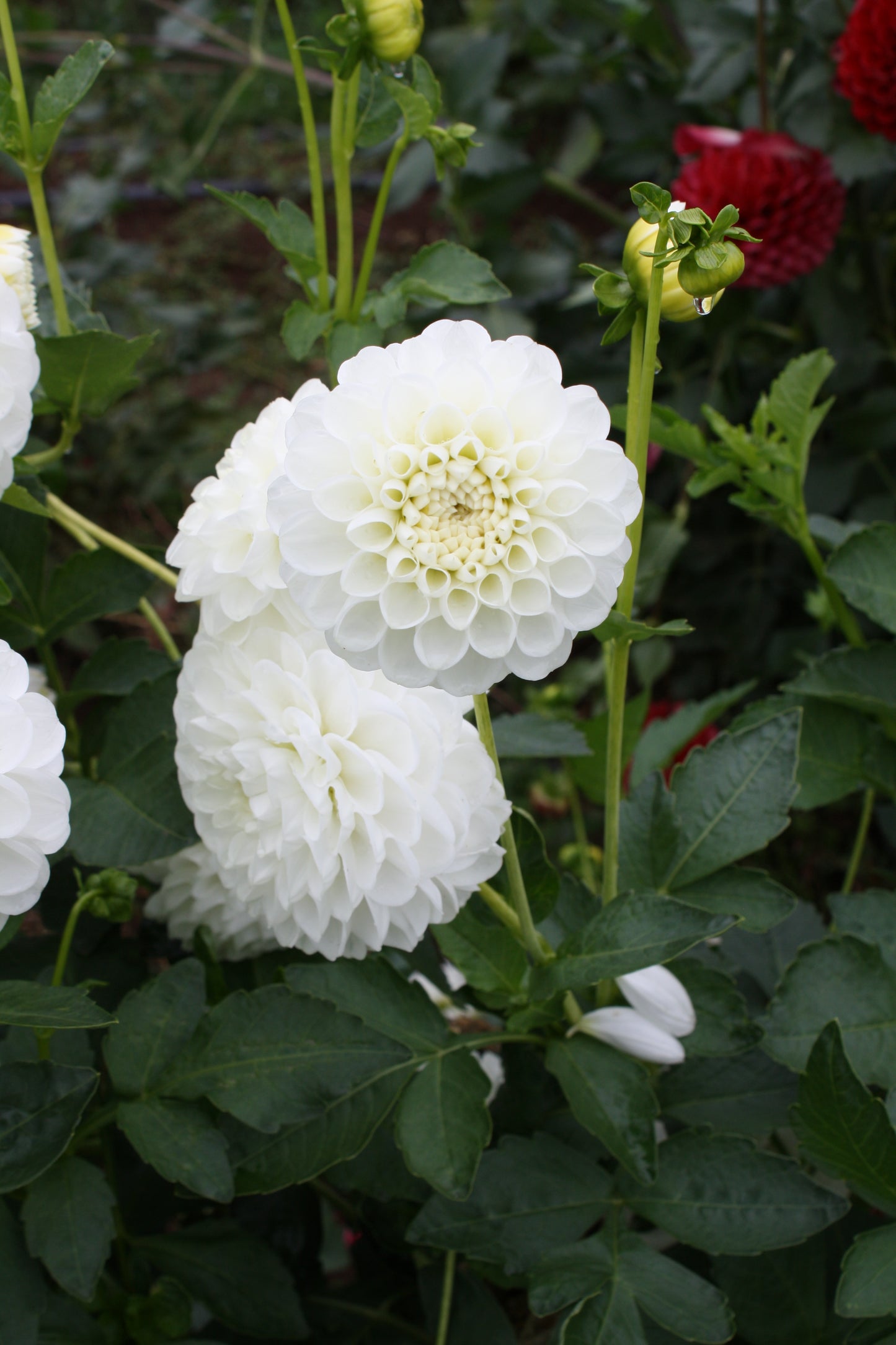Orsett Beauty Dahlia Tuber
