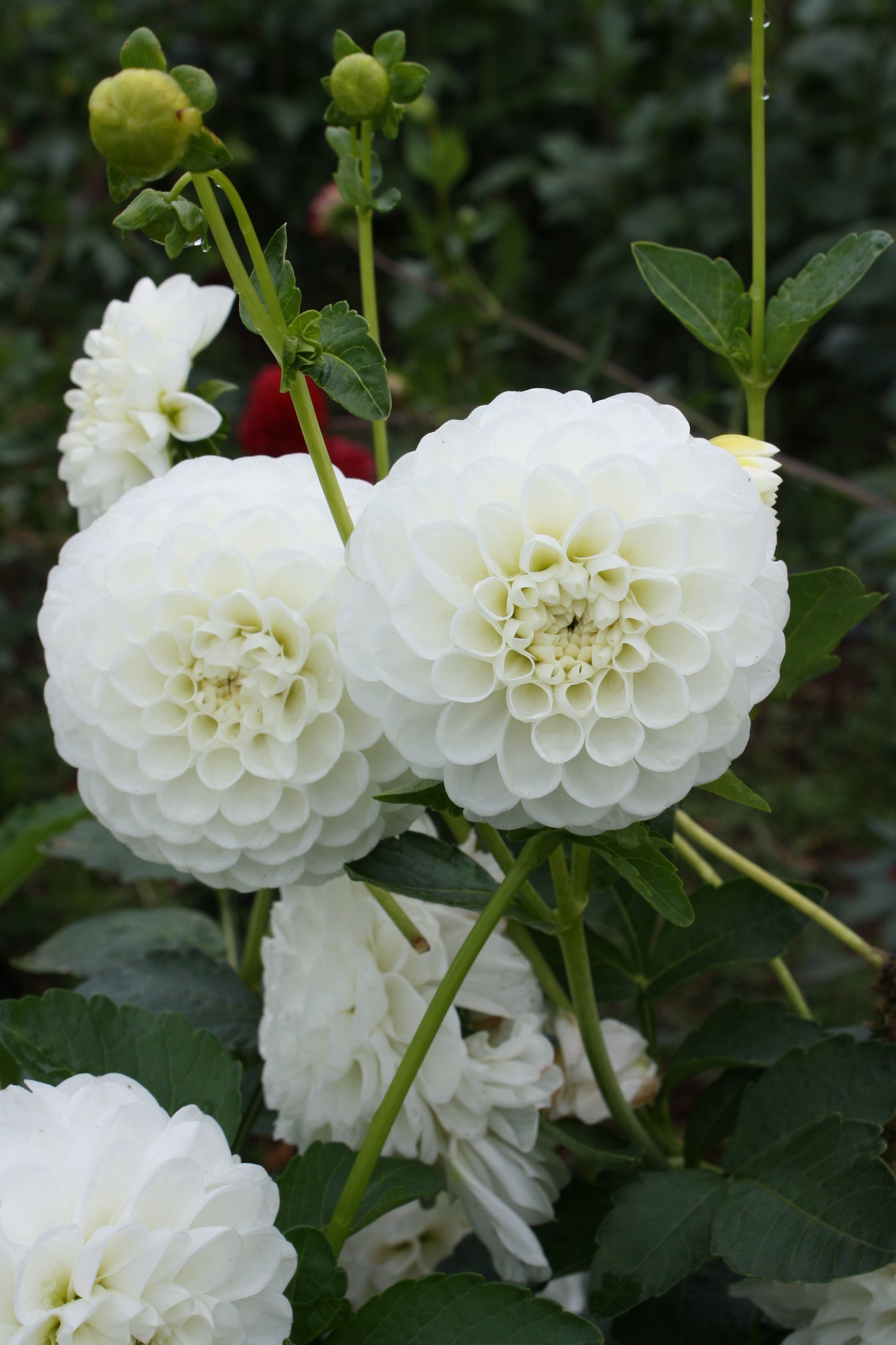 Orsett Beauty Dahlia Tuber