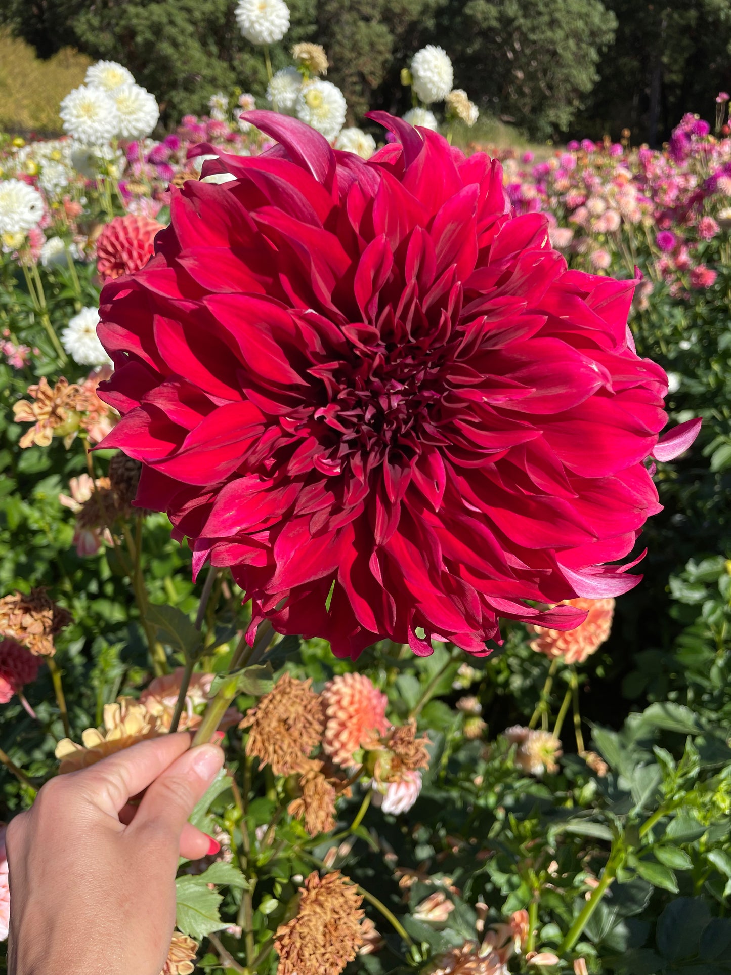 Spartacus Dahlia Tuber