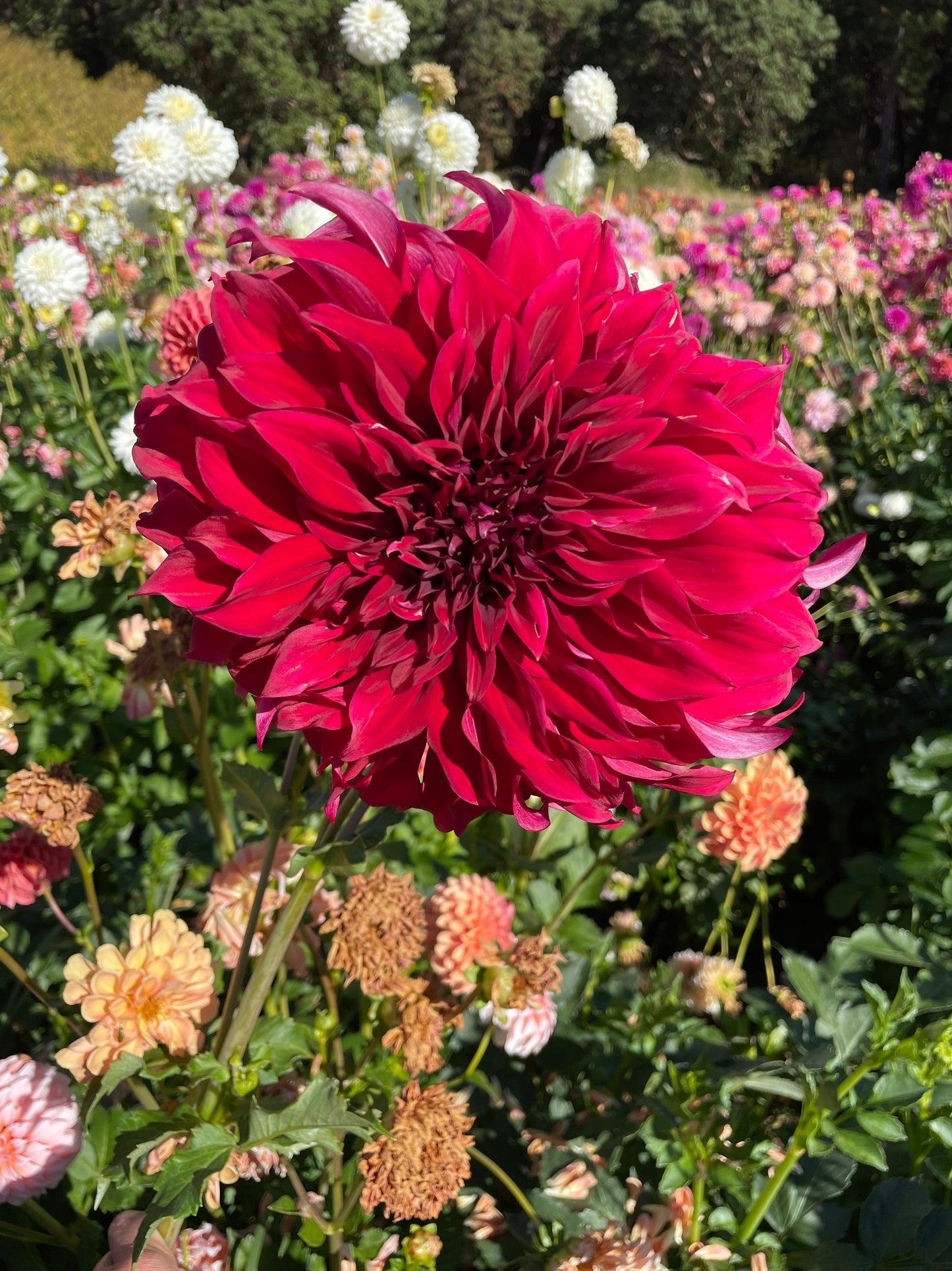 Spartacus Dahlia Tuber