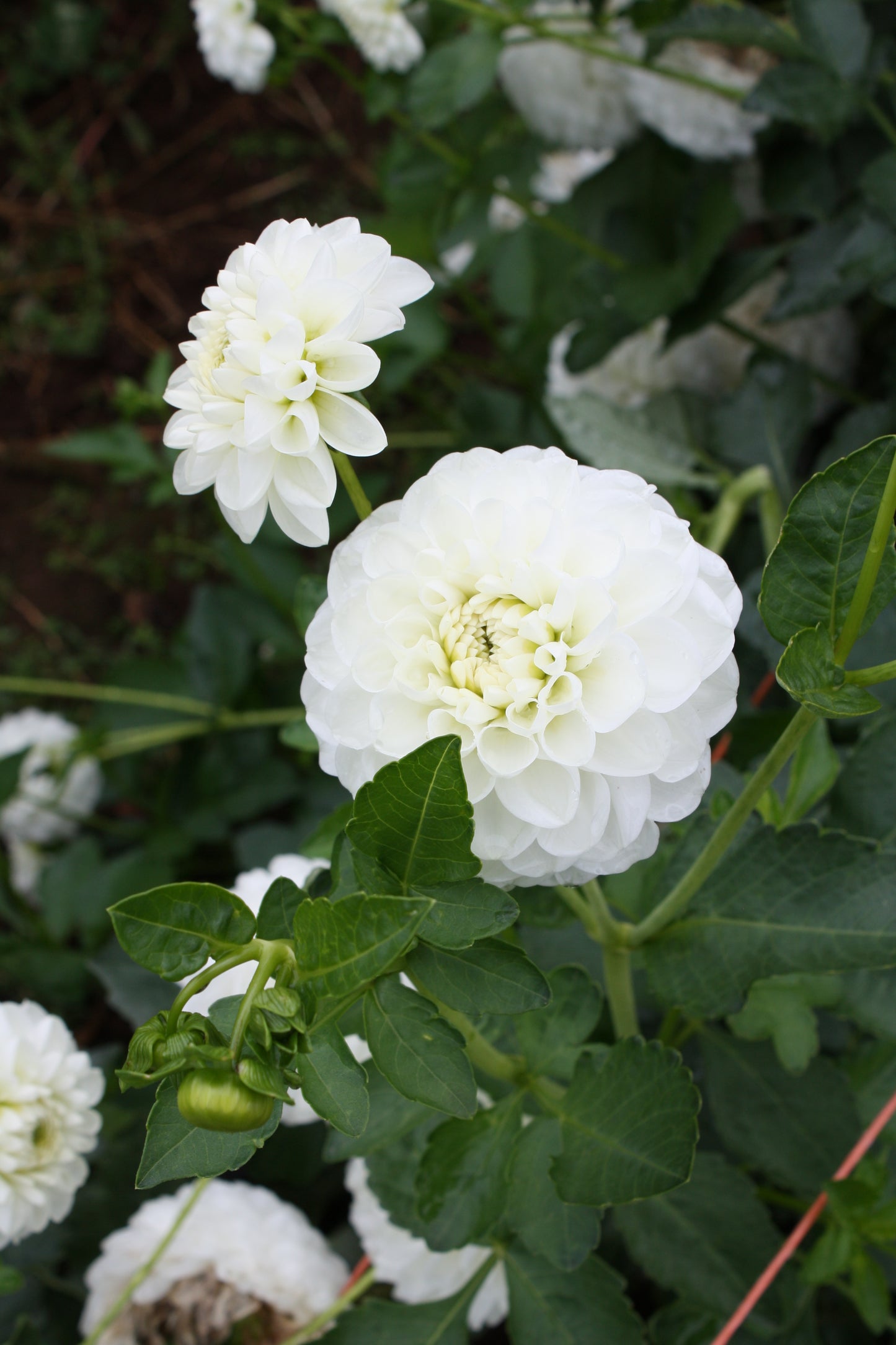 Orsett Beauty Dahlia Tuber