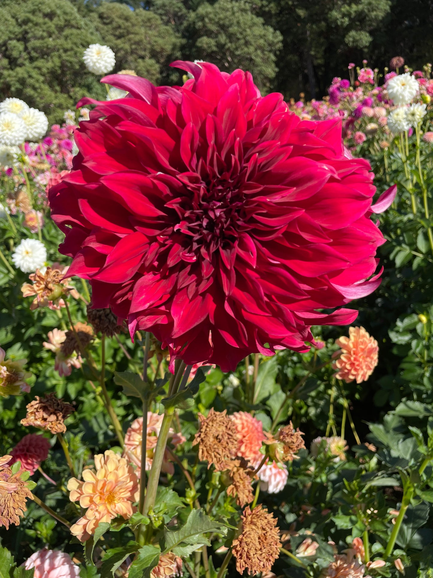 Spartacus Dahlia Tuber