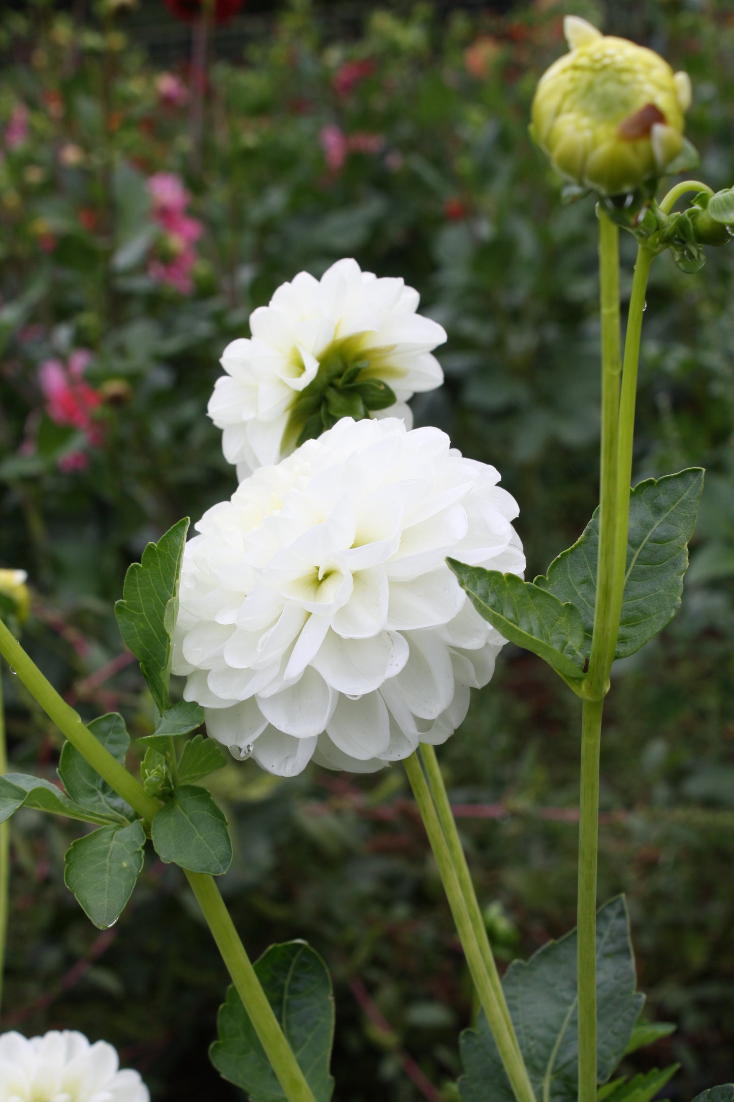 Orsett Beauty Dahlia Tuber