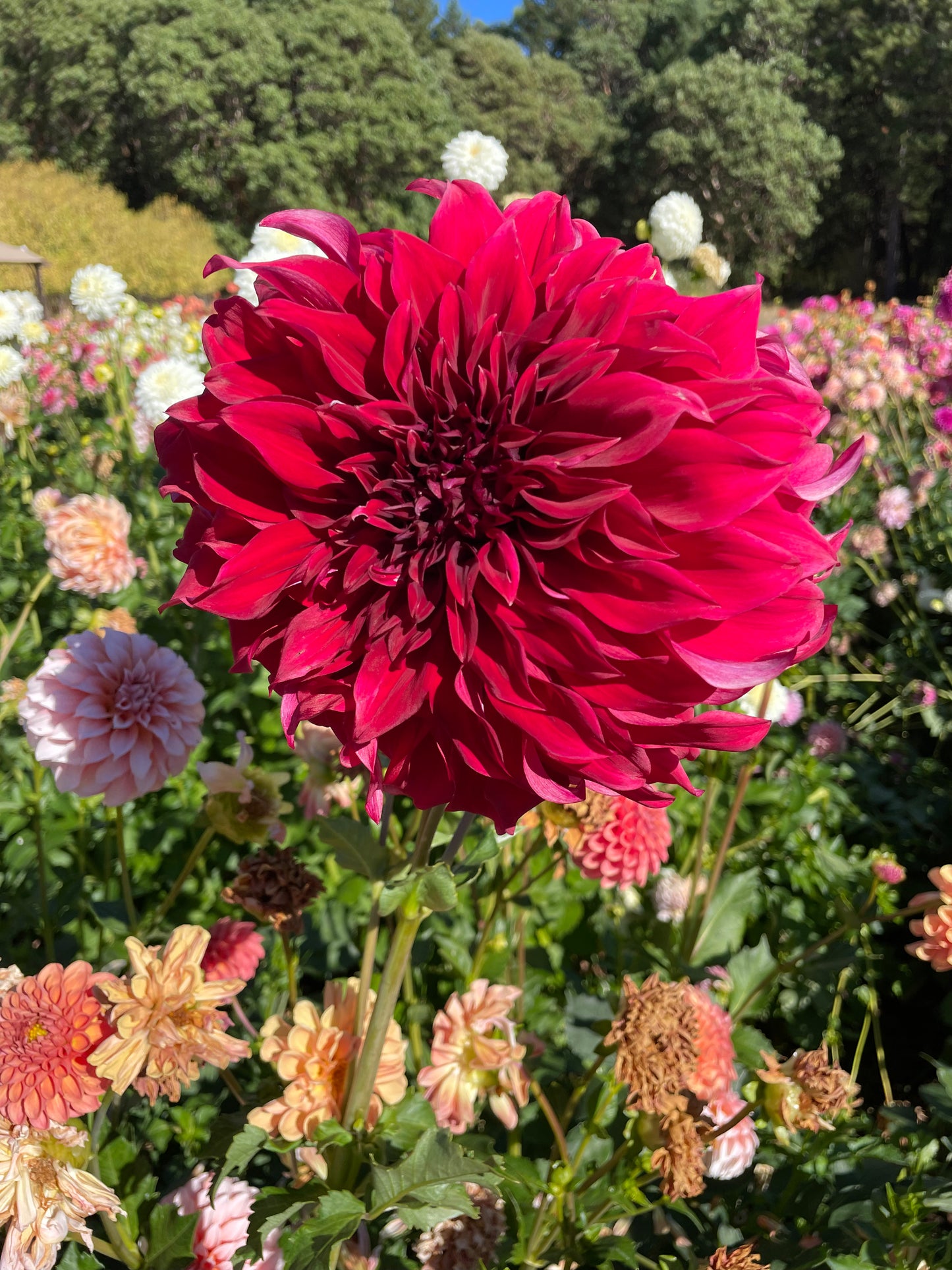 Spartacus Dahlia Tuber