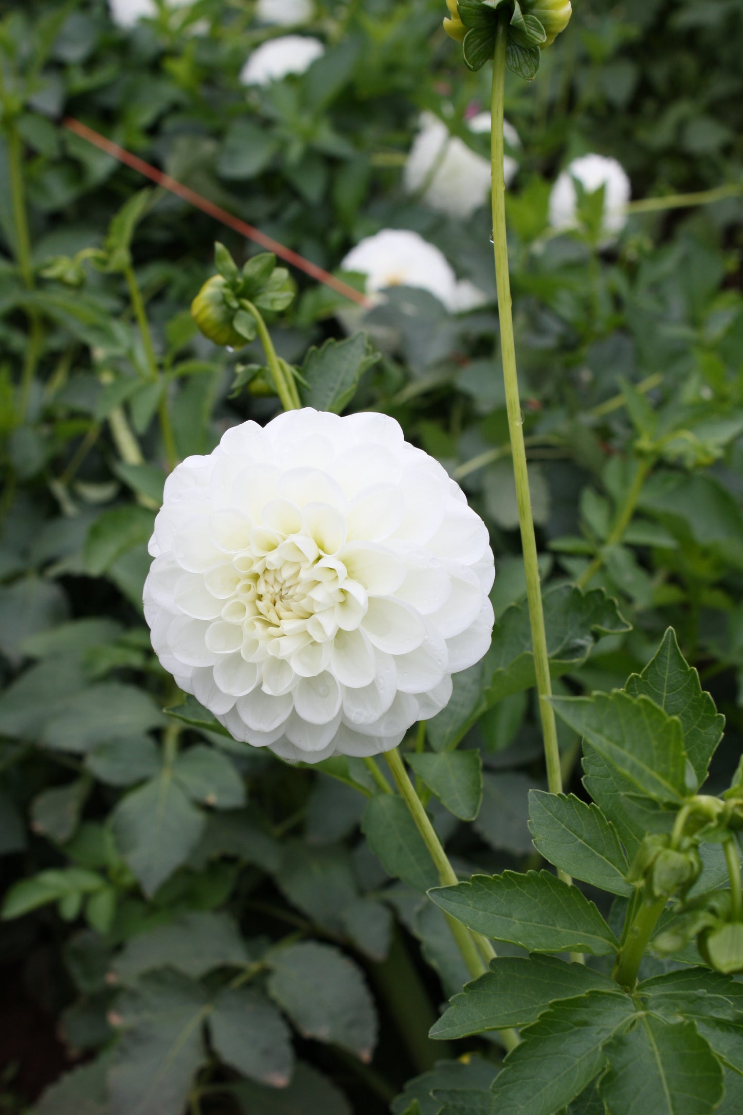 Orsett Beauty Dahlia Tuber