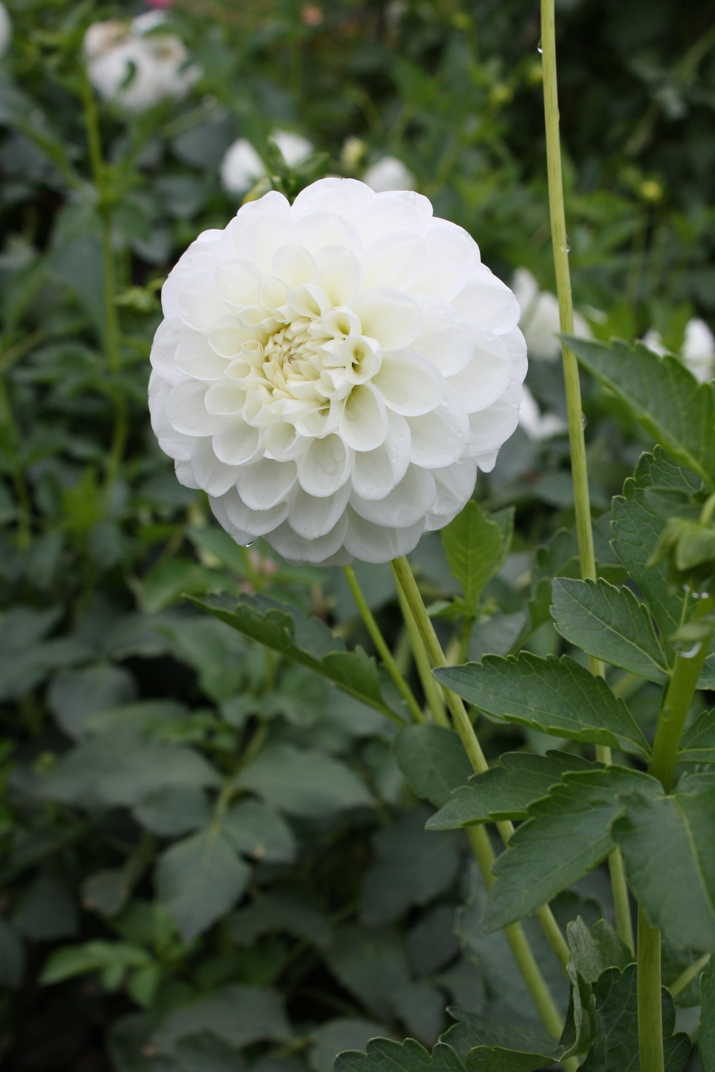 Orsett Beauty Dahlia Tuber