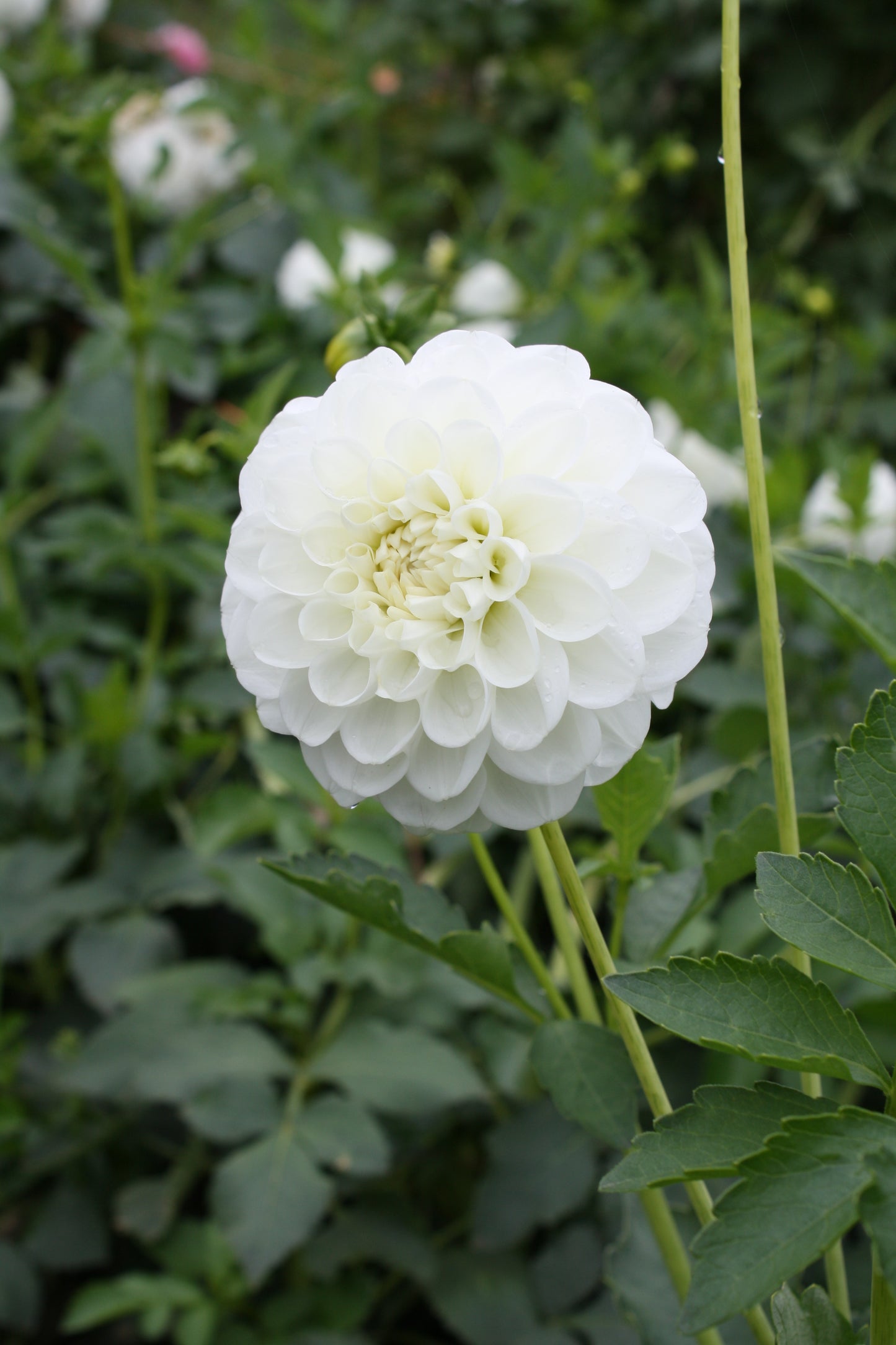 Orsett Beauty Dahlia Tuber