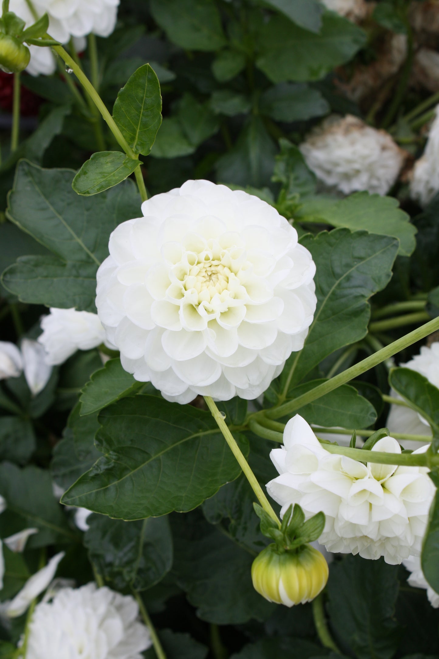 Orsett Beauty Dahlia Tuber