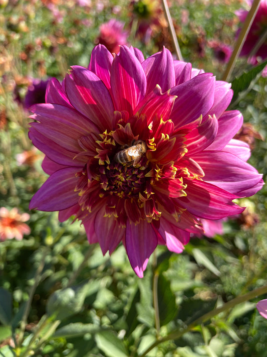 Mambo Dahlia Tuber