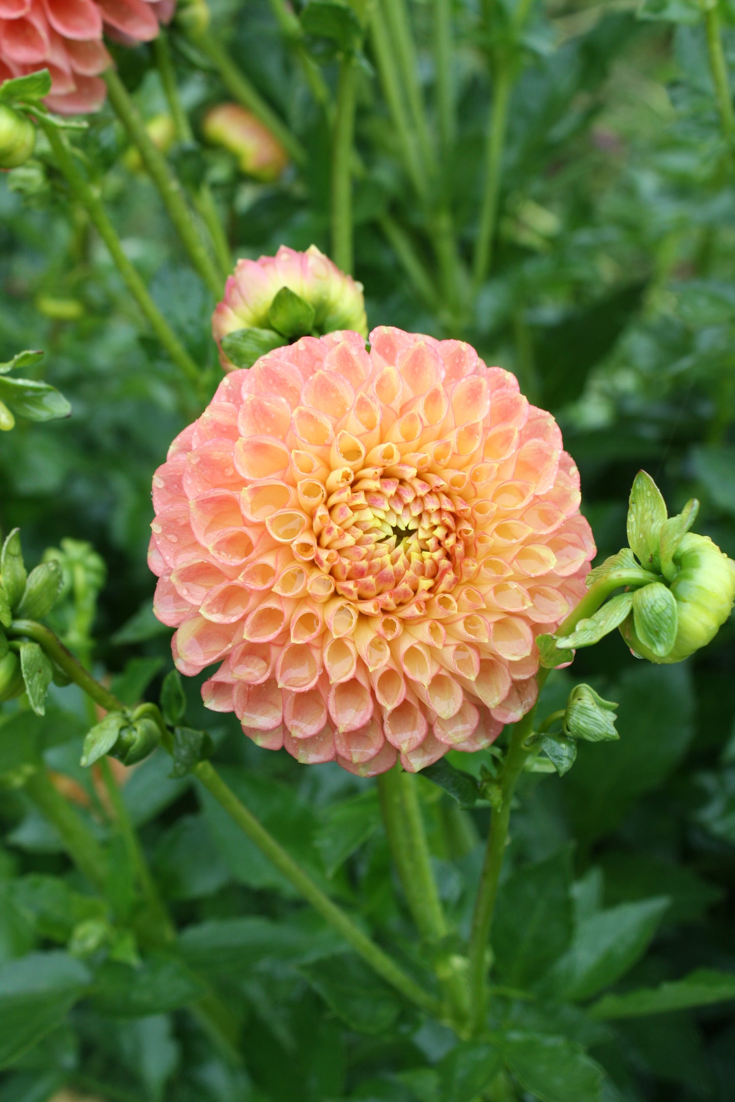 Sunspot Dahlia Tuber