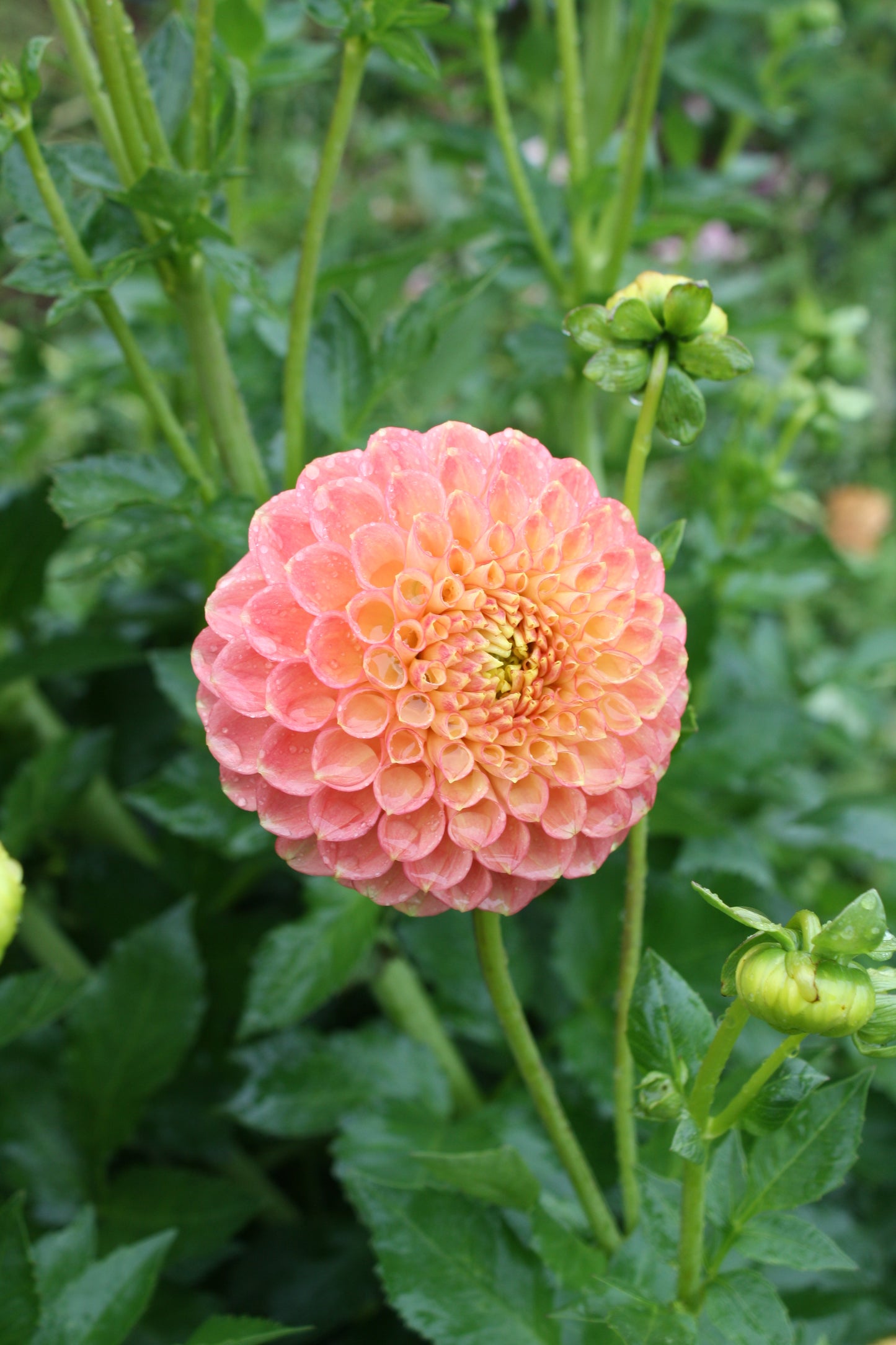 Sunspot Dahlia Tuber