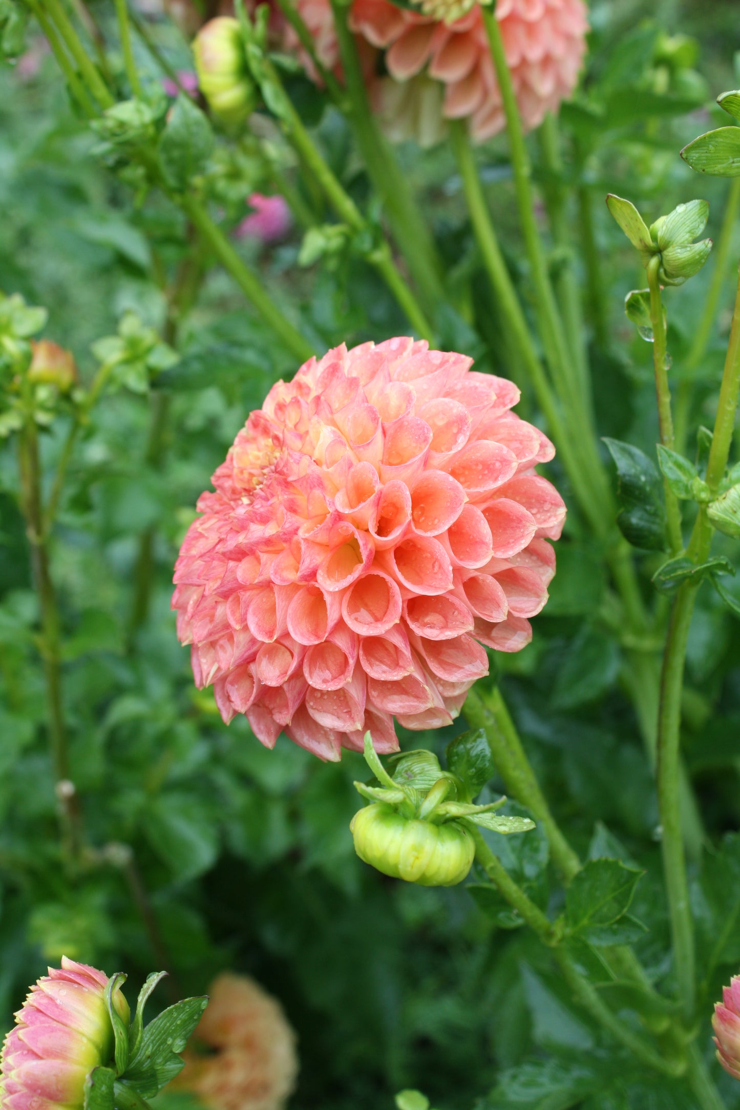 Sunspot Dahlia Tuber