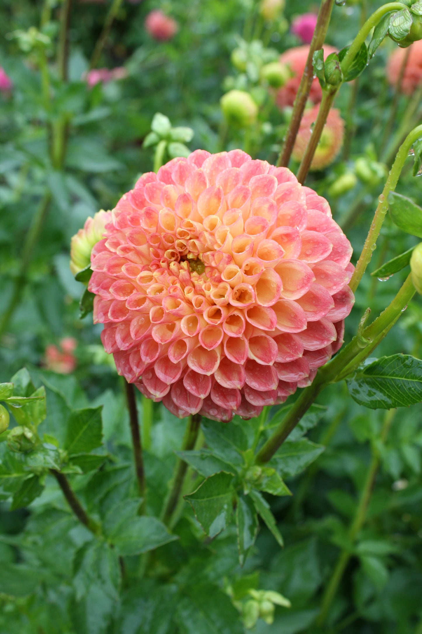 Sunspot Dahlia Tuber