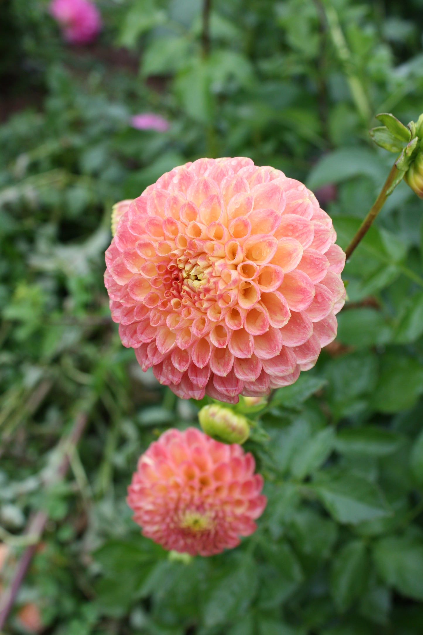 Sunspot Dahlia Tuber