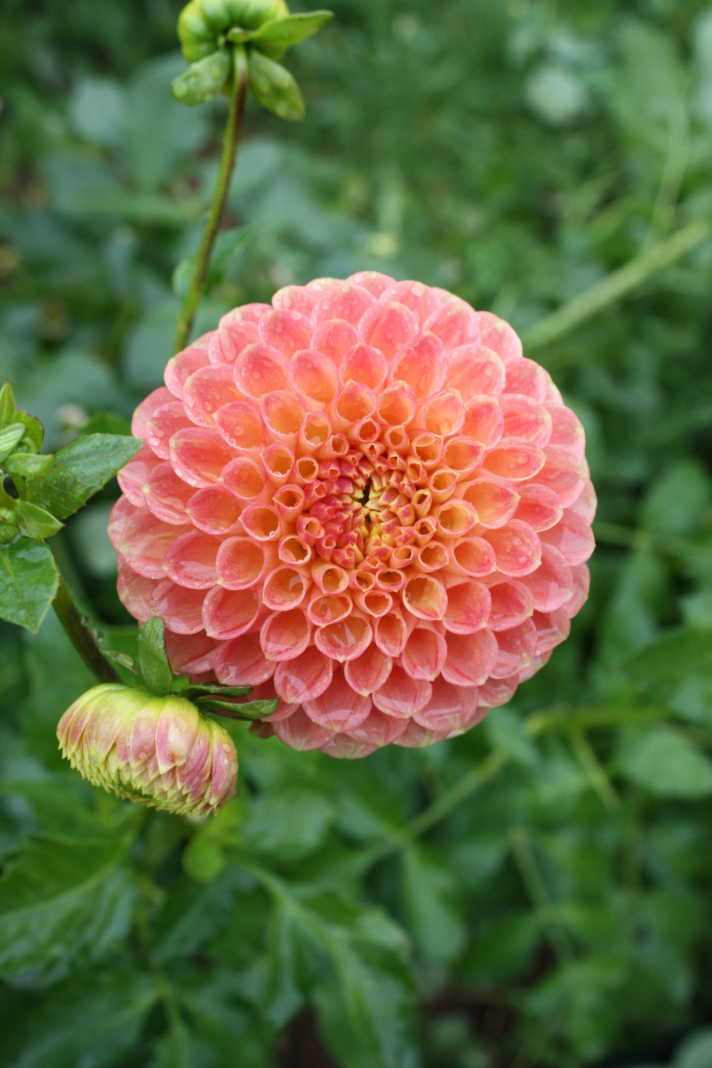 Sunspot Dahlia Tuber