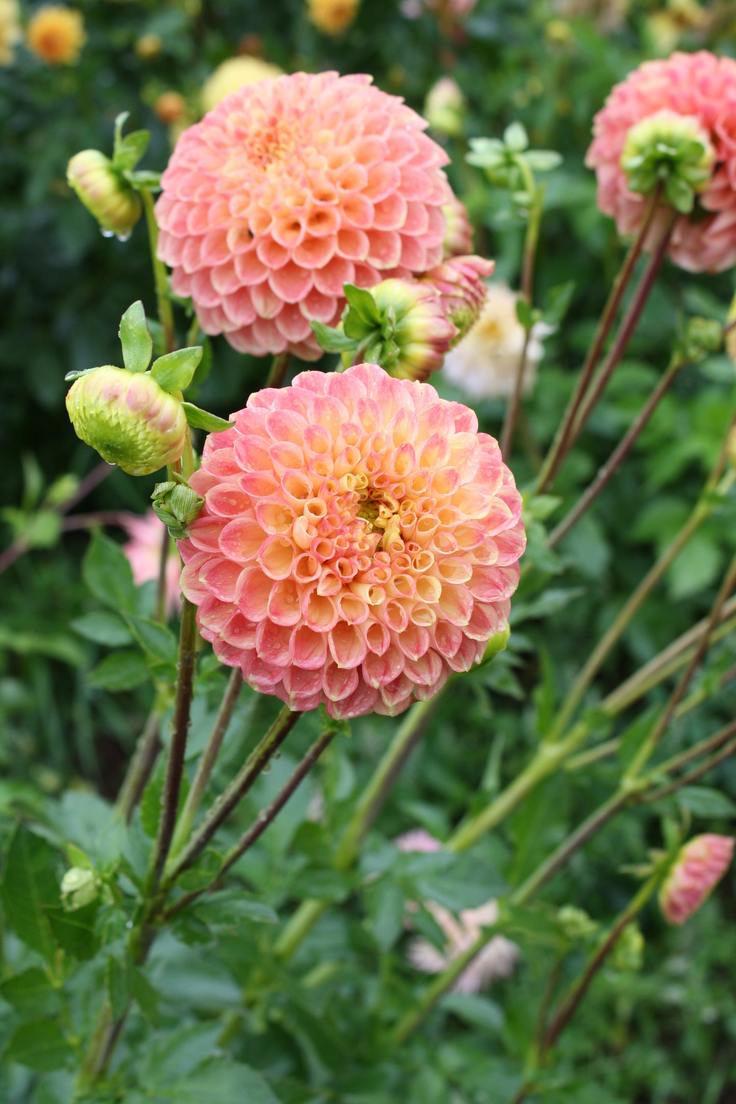Sunspot Dahlia Tuber