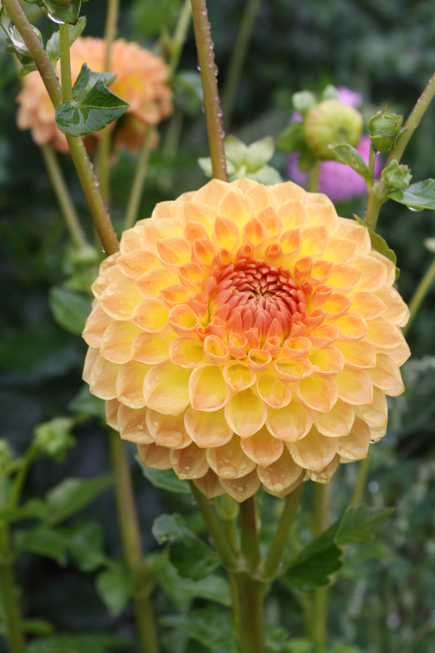 Blyton Softer Gleam Dahlia Tuber