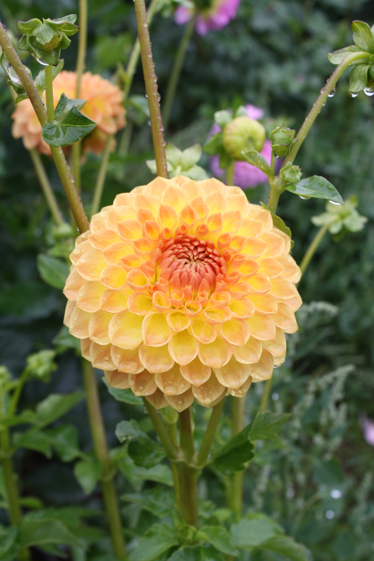 Blyton Softer Gleam Dahlia Tuber