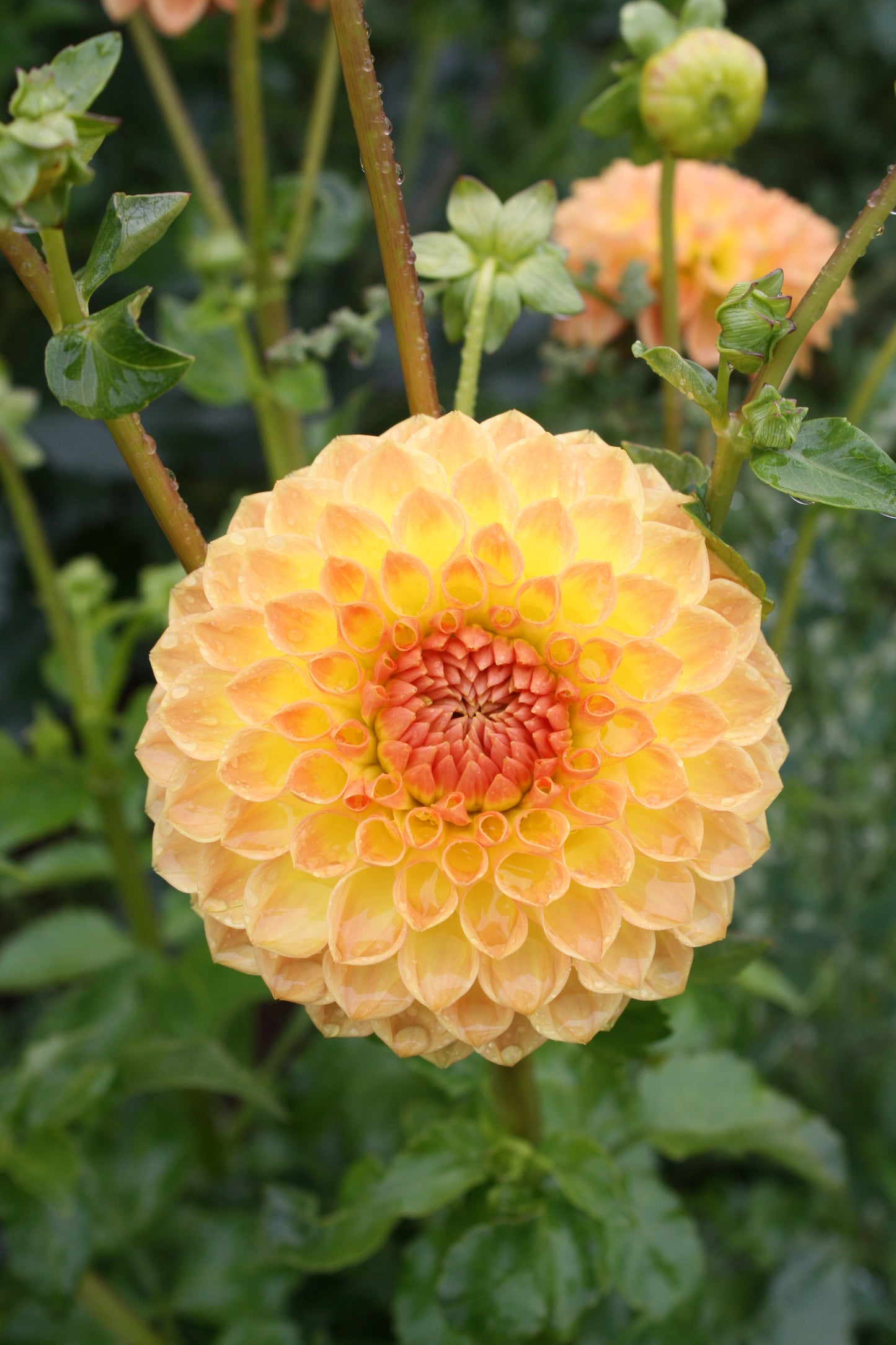 Blyton Softer Gleam Dahlia Tuber