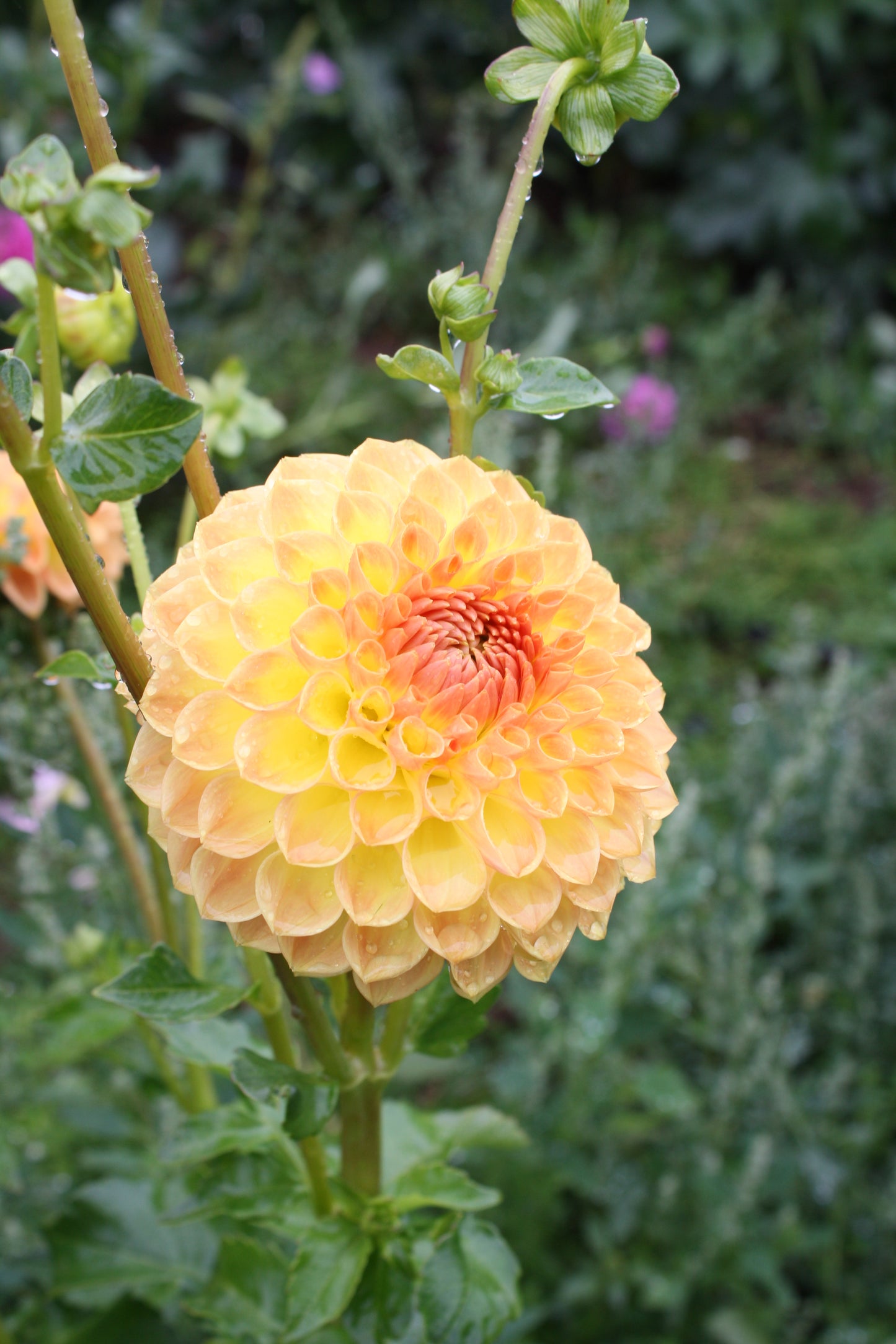 Blyton Softer Gleam Dahlia Tuber