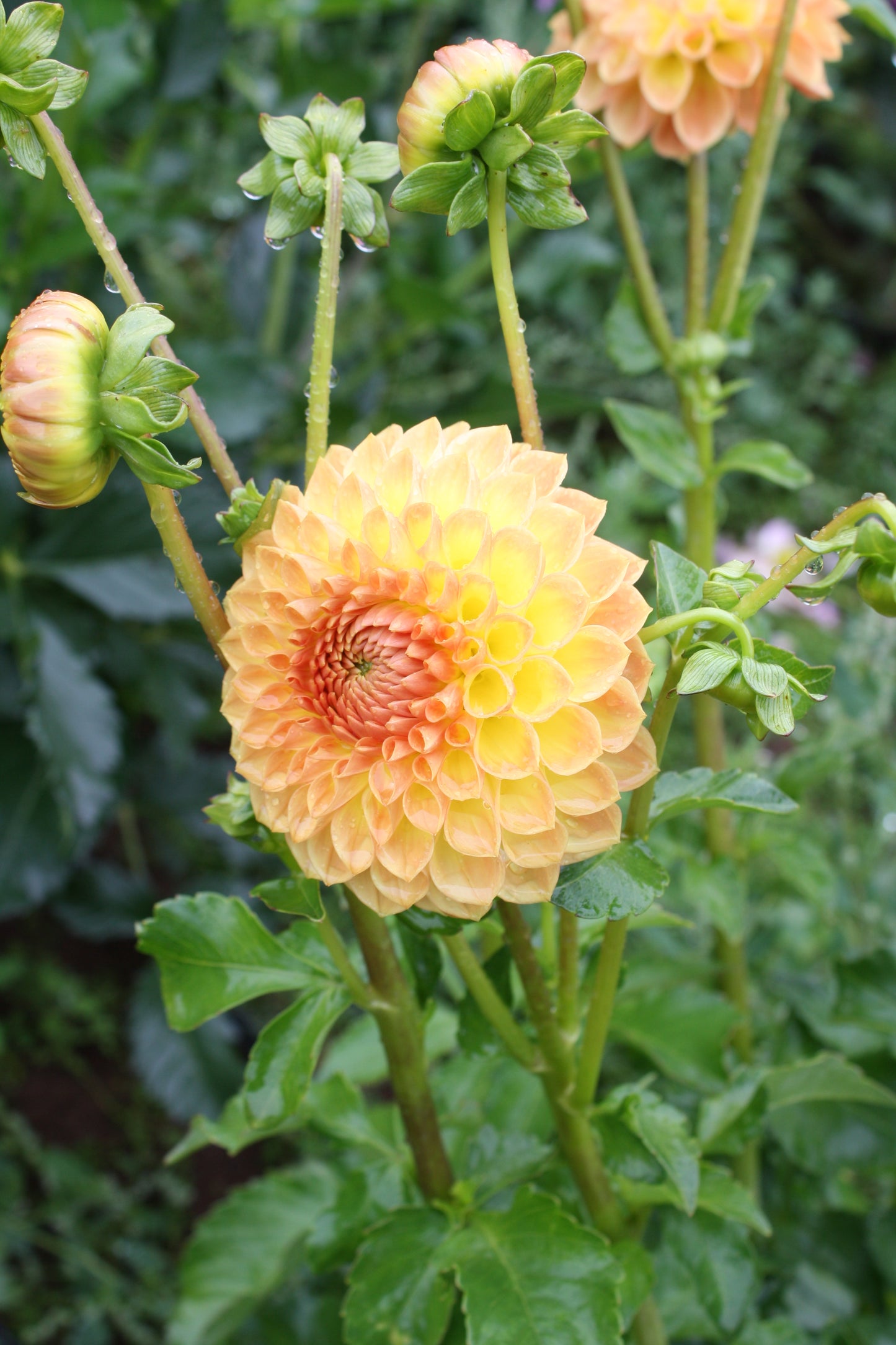 Blyton Softer Gleam Dahlia Tuber