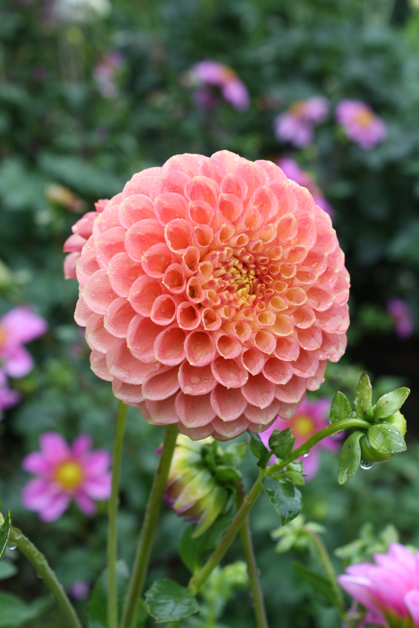 Sunspot Dahlia Tuber