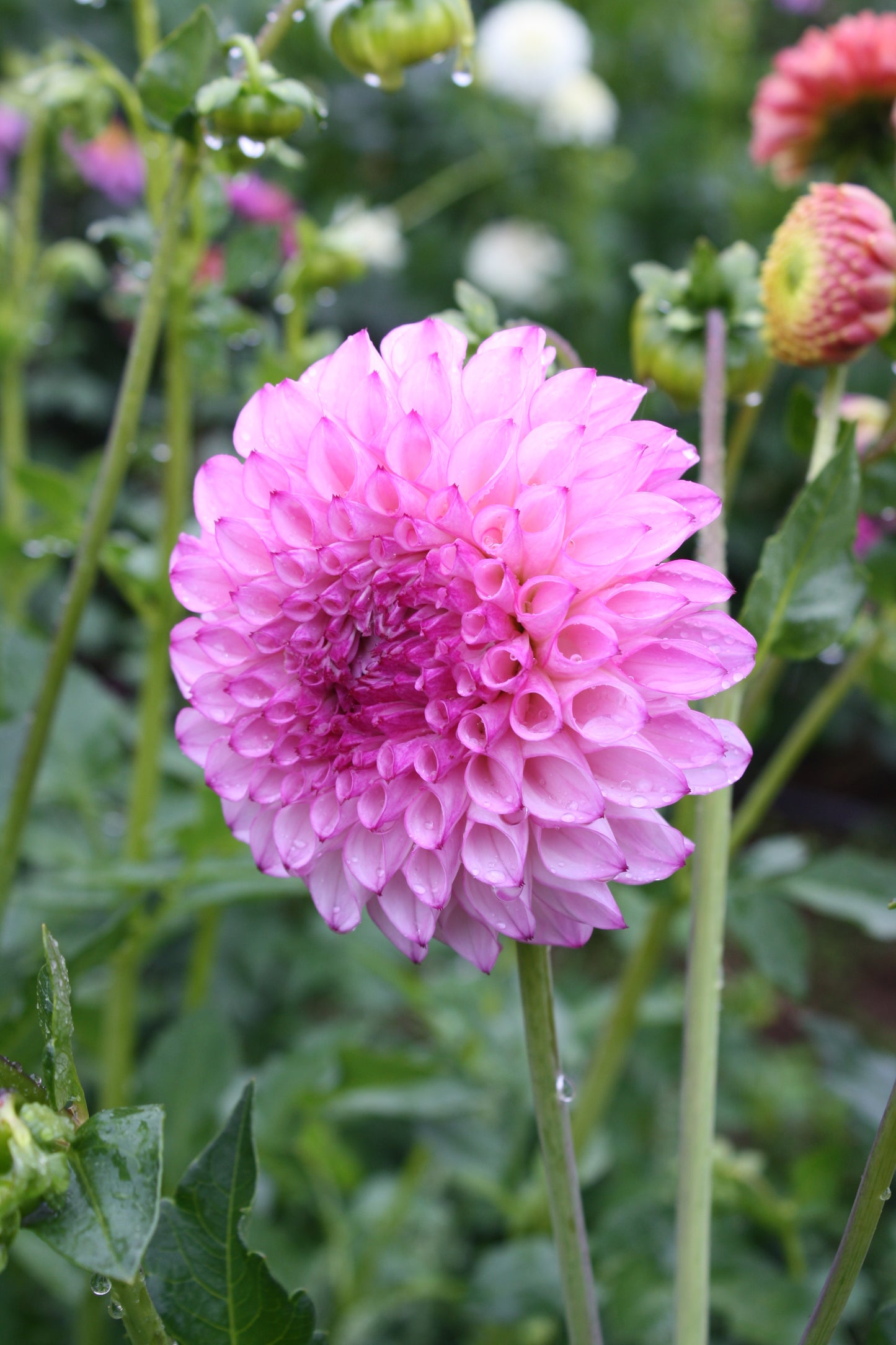 Hilltop Glo Dahlia Tuber