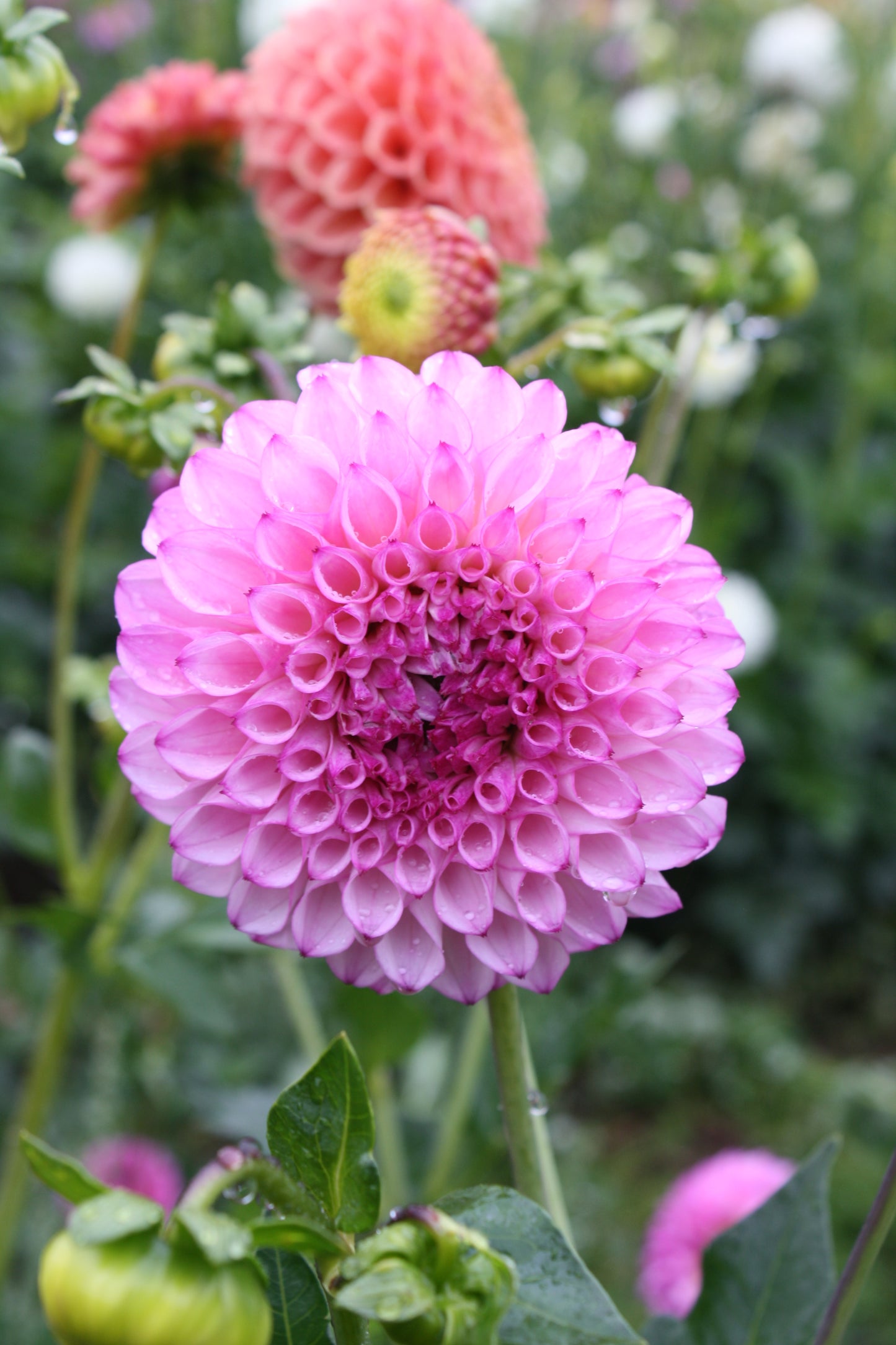 Hilltop Glo Dahlia Tuber